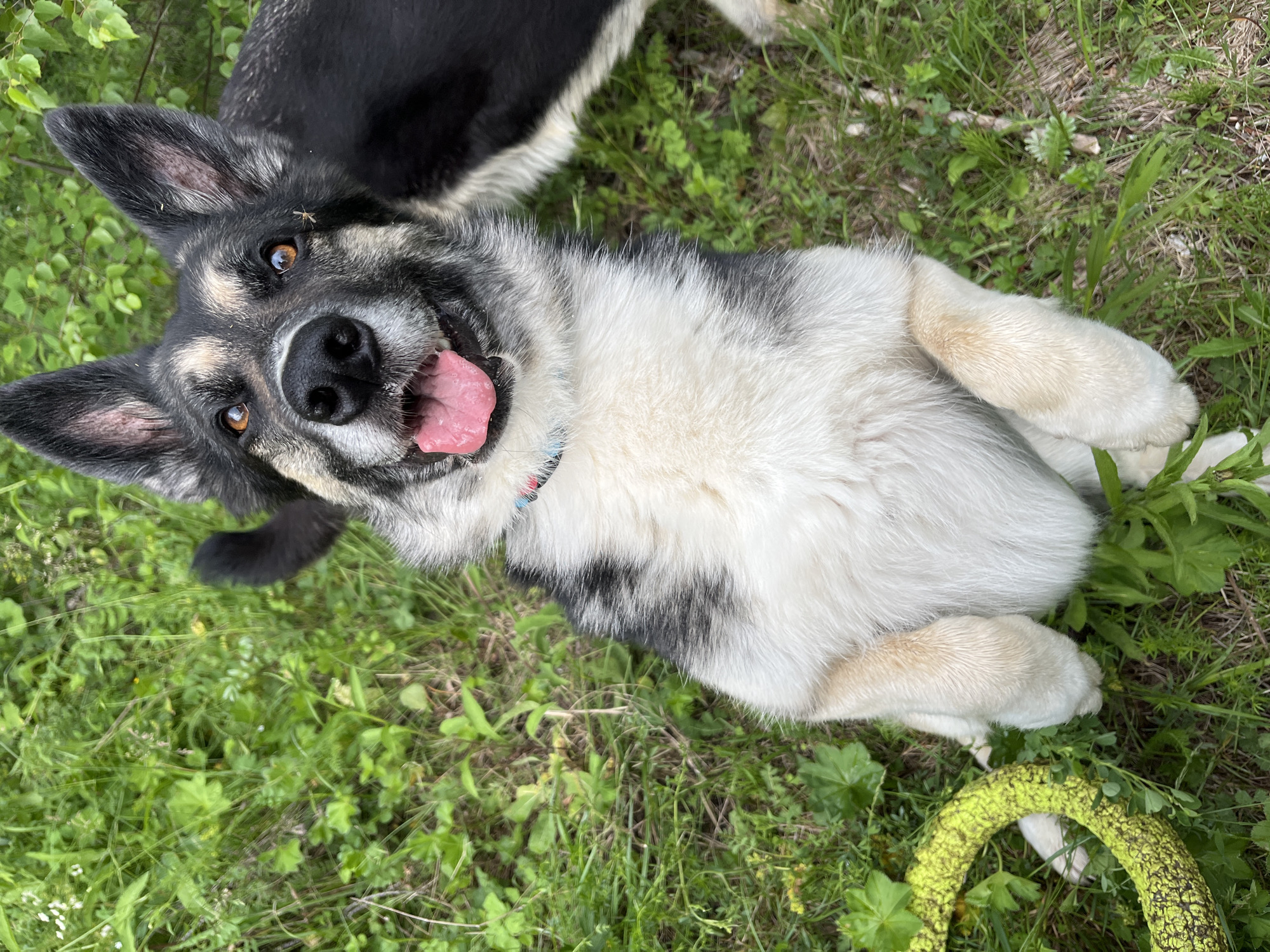 A German Shepherd mix dog is lying on its back in green grass, with its front paws in the air. The dog's tongue is hanging out, and its eyes are wide open. A yellow dog toy is on the left side of the image. The scene appears to be in a park or backyard.