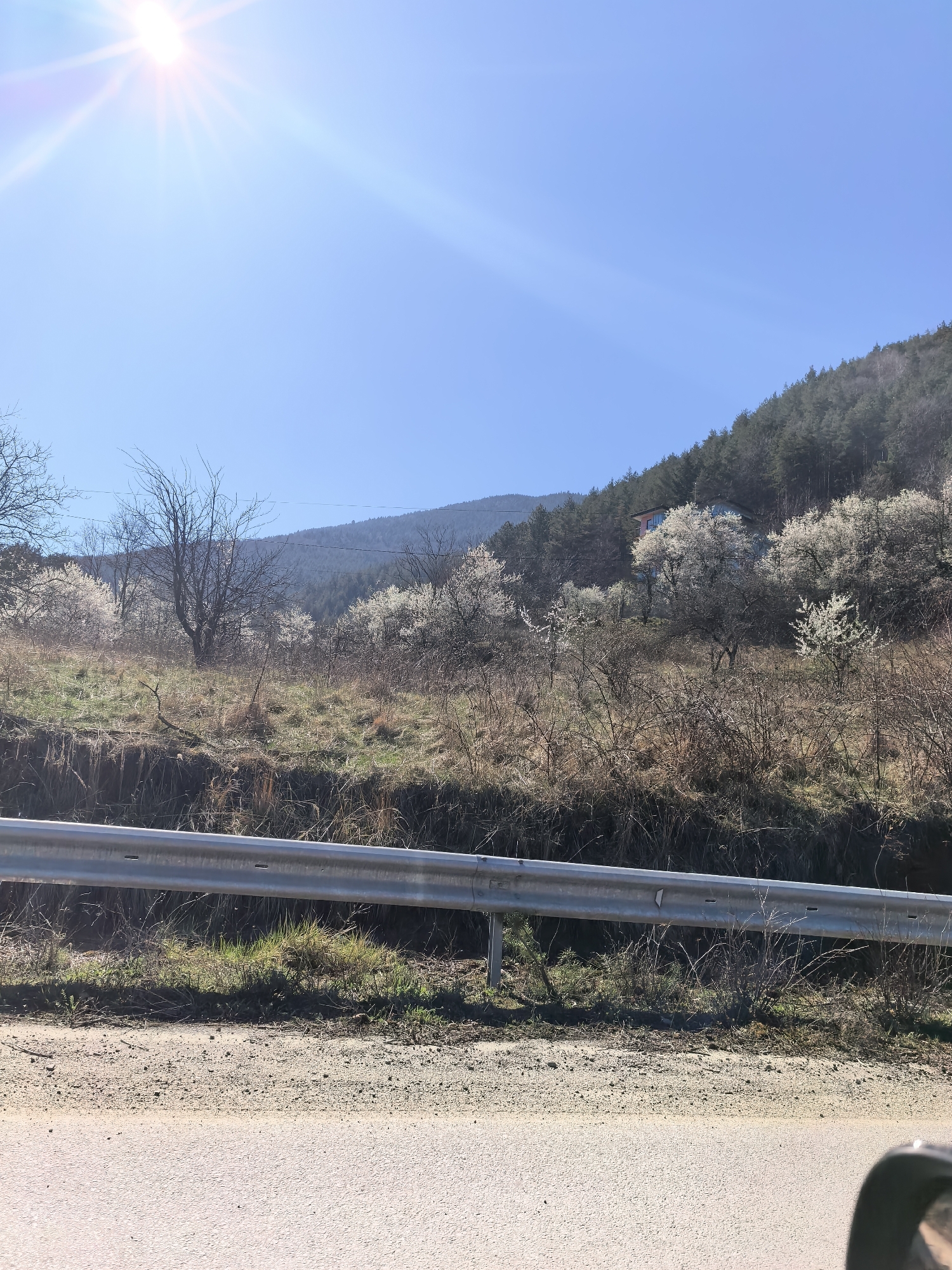 The image shows a rural scene under a bright, sunny sky. A silver guardrail runs horizontally across the lower portion of the image, separating the roadside from the landscape beyond. The ground between the road and the guardrail is covered in grass and dry vegetation. Beyond the guardrail, the terrain rises into a hillside or mountain covered with trees. Some trees are bare, while others are in full bloom with white flowers, suggesting it is springtime. A house or structure with a light-colored exterior is visible among the trees on the hillside. The location is likely in the countryside or a semi-rural area.