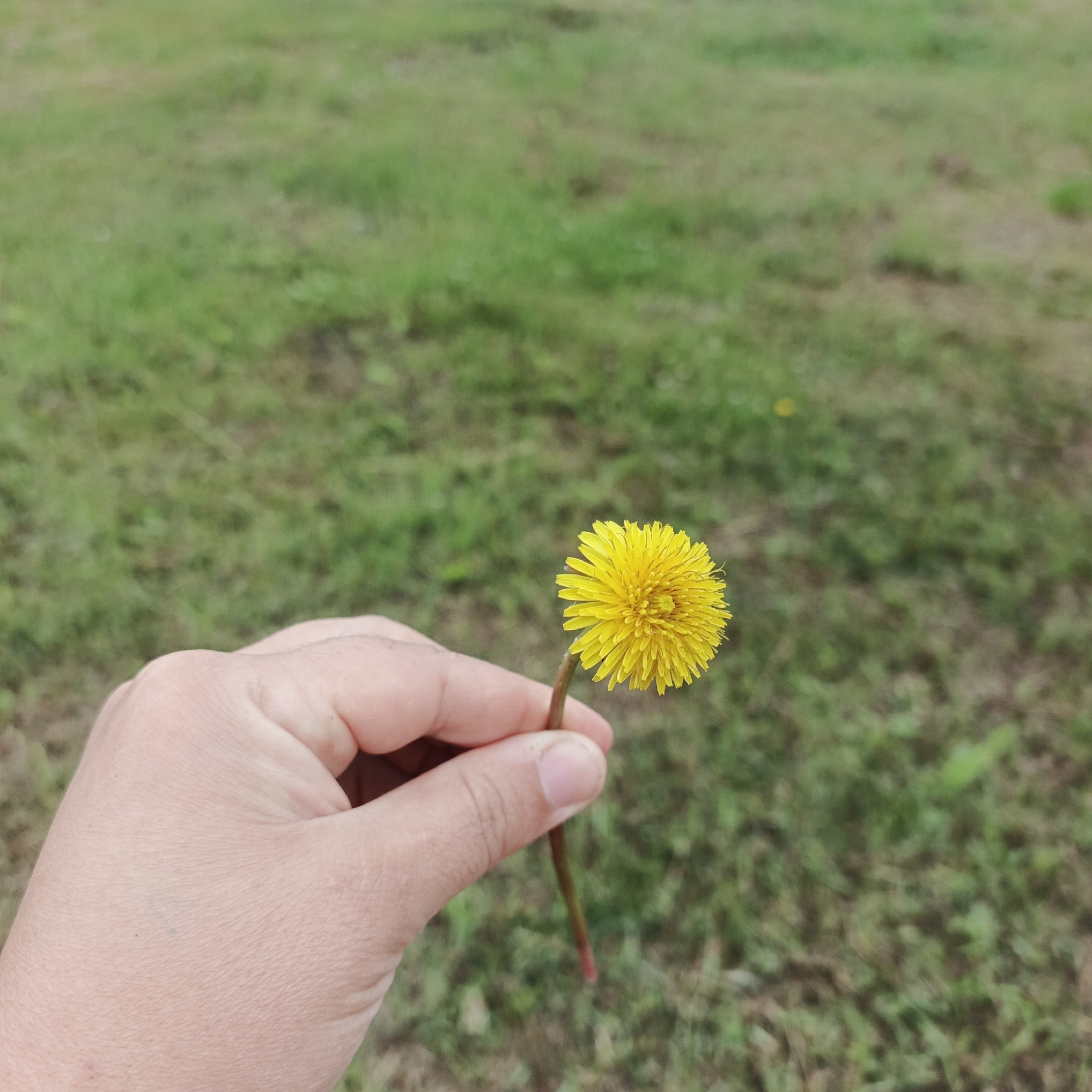 In Orlovka, Russia, a person's hand is holding a single yellow dandelion flower against a blurred background of green grass. The dandelion's petals are fully opened, and its stem is visible, extending downwards from the flower. The hand appears to be gently grasping the stem, with the thumb and index finger holding it. The background is a natural setting, possibly a field or park, with the grass appearing slightly dry in places. The focus is sharp on the dandelion and the hand, while the surroundings are out of focus, creating a shallow depth of field.