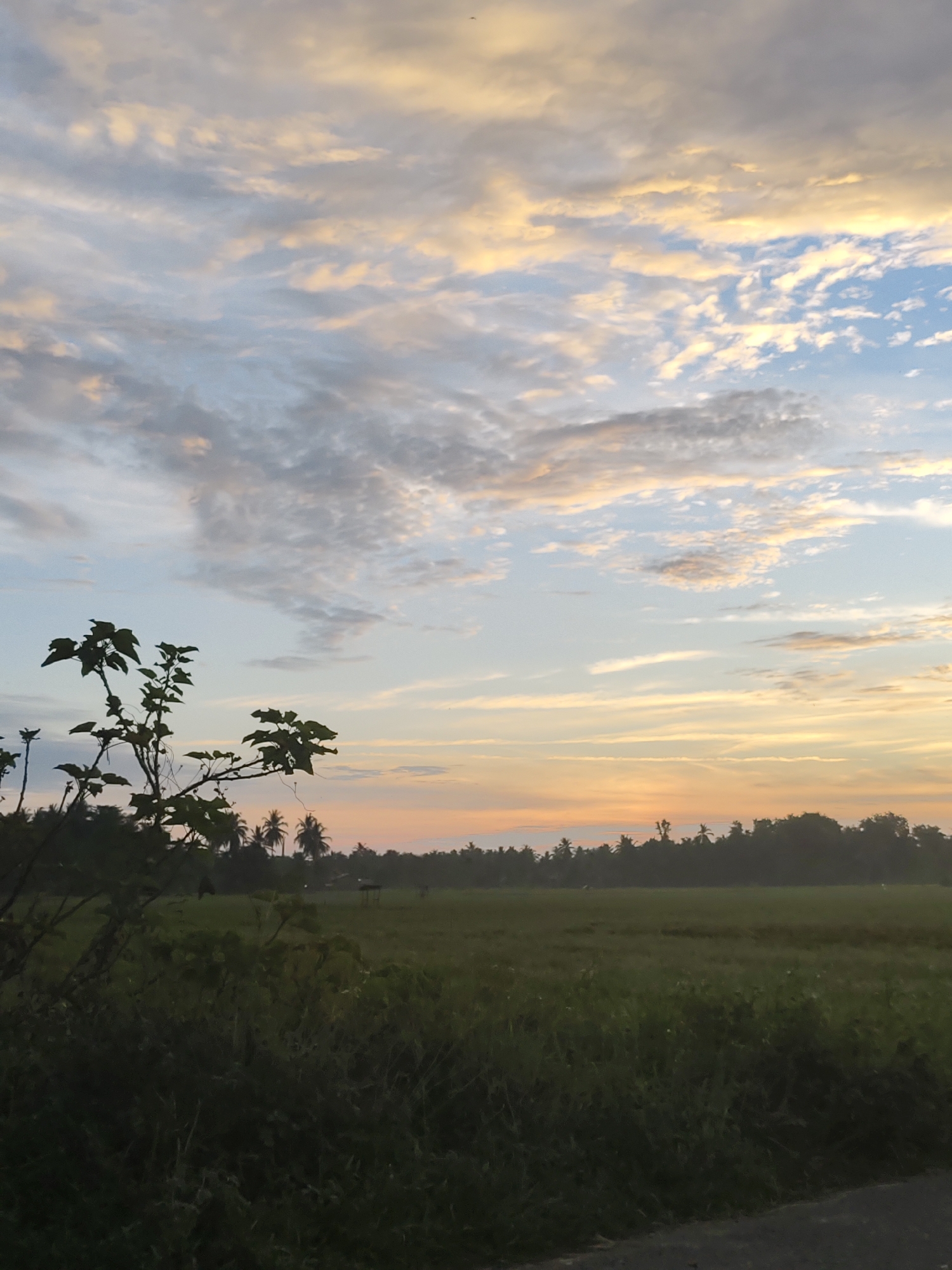 The image depicts an outdoor scene, possibly at dawn or dusk, in Meunasahalue, Indonesia. A field of green vegetation dominates the foreground, with denser shrubbery along the near edges. In the middle ground, a line of trees, including palm trees, obscures the horizon. A small structure is visible in the field, slightly to the left of the center. The sky is filled with clouds, displaying hues of blue, white, and yellow, indicating either sunrise or sunset. A dark, leafy branch intrudes into the frame from the left. The composition is dominated by the natural environment, with no visible people. The overall lighting is soft and muted, suggesting a time of day with diffused sunlight.