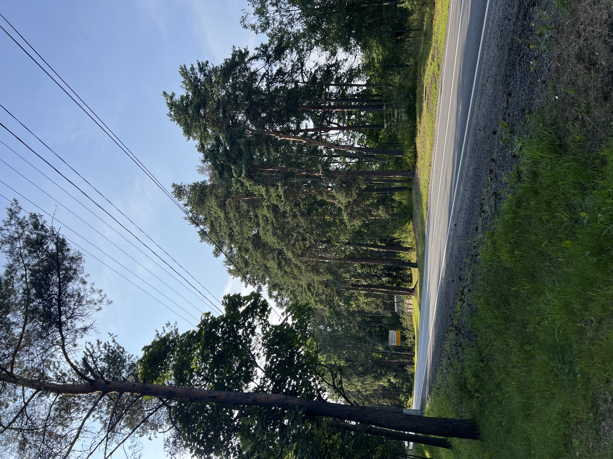 The image depicts a roadside view on a sunny day in Solnechnoye, Russia. A paved road with white lane markings runs diagonally across the frame from the bottom left towards the upper right. To the left of the road, a strip of grass and a large tree are visible. Beyond the grass, a dense forest of pine trees lines the right side of the road, creating a natural barrier. Power lines stretch across the sky above the trees. In the distance, a yellow sign with text is placed near the roadside, and a glimpse of a fence can be seen behind it. The overall environment is a blend of natural forest and man-made infrastructure.
