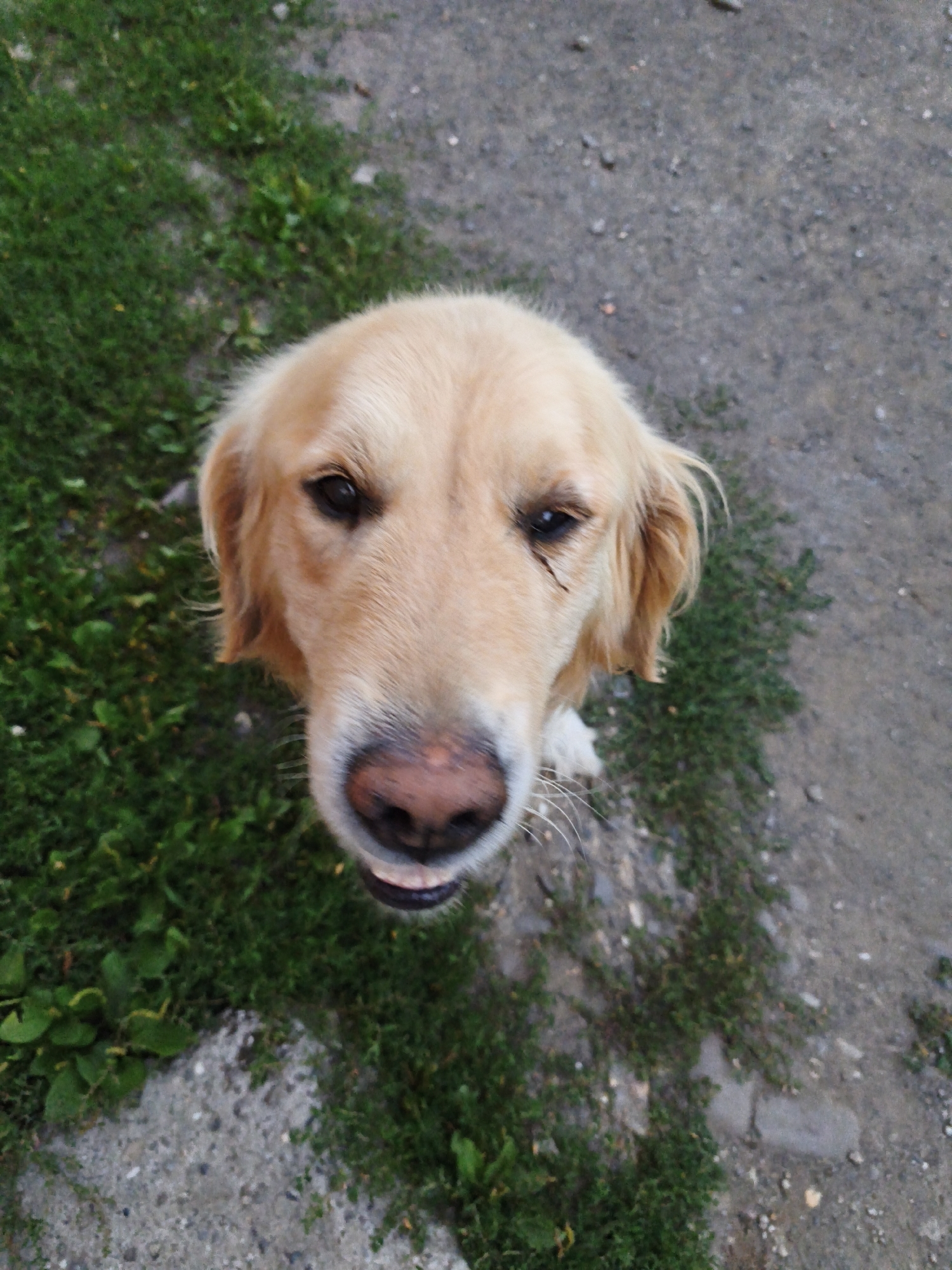 A golden retriever dog with light brown fur looks directly up at the camera. Its snout is dark pink, and its eyes are dark brown. The dog is positioned in the center of the frame, with its head taking up a significant portion of the image. The background consists of green grass on the left and a dirt or gravel path on the right. The lighting suggests it is daytime. The image was taken in Steblivka, Ukraine.