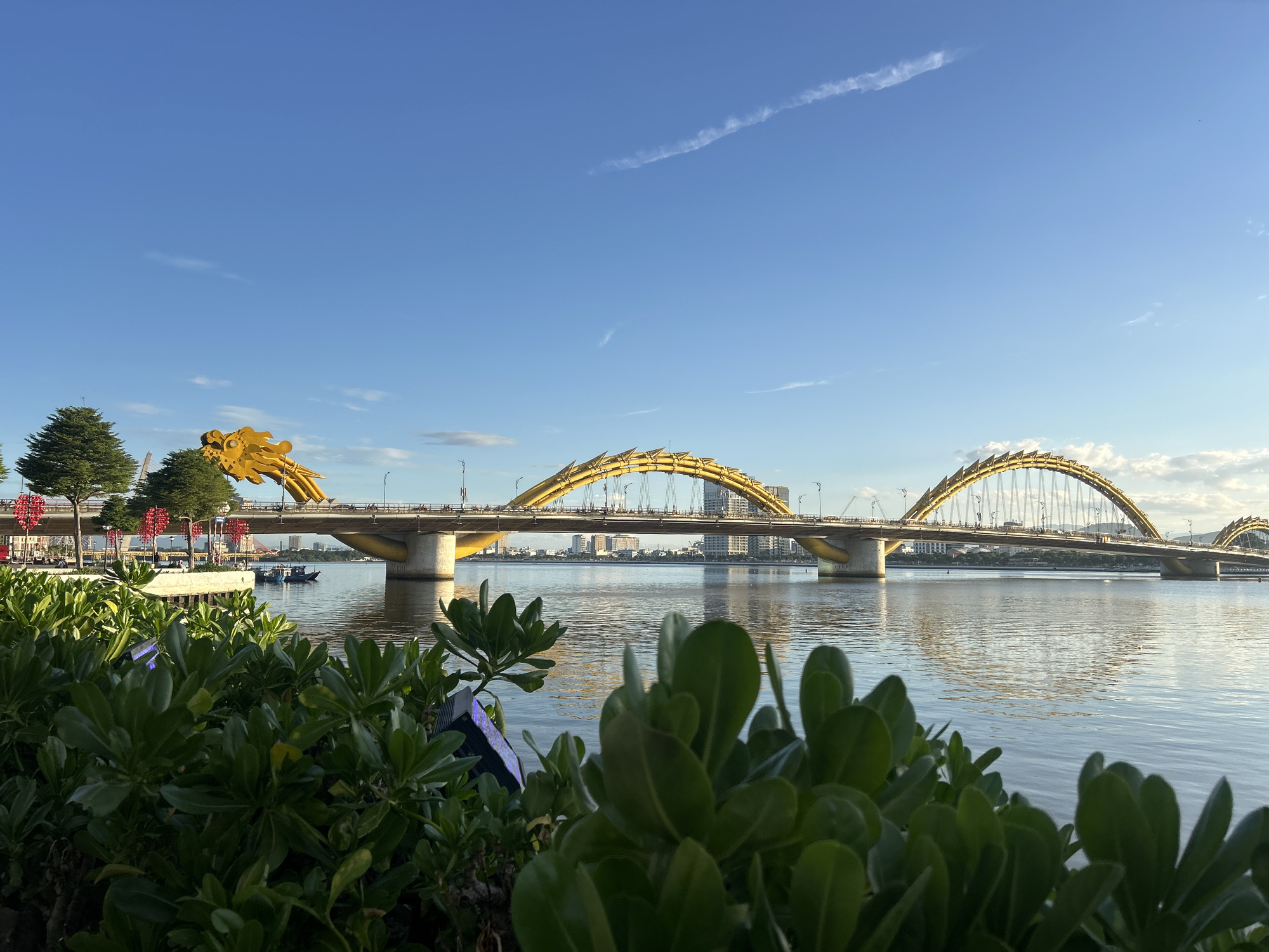 This image depicts the Dragon Bridge (Cầu Rồng) over the Han River in Da Nang, Vietnam, under a clear, bright blue sky with scattered white clouds and a prominent aircraft contrail in the upper right. The sun, likely in the late afternoon or early morning, casts a warm, golden light on the bridge and reflects on the water.
The Dragon Bridge, the central subject, is a multi-arched structure distinguished by its vibrant yellow coloration and a series of golden, dragon-like scales adorning its arches. A large, ornate golden dragon head sculpture terminates the bridge on the left, facing right. Vehicular and pedestrian traffic is visible on the bridge deck. On the riverbank near the dragon head, red, lantern-like decorations are visible, along with two evergreen trees.
The Han River, flowing calmly in the middle ground, reflects the sky and the bridge's golden hue, showing ripples on its surface. Two small boats are moored near the left bank, partially obscured by foreground foliage.
In the immediate foreground, a dense mass of dark green, broad-leafed shrubbery fills the lower portion of the frame. Embedded within this foliage are several small, rectangular light fixtures emitting a faint purple glow.
The background across the river reveals a cityscape with various buildings and some construction activity, including visible cranes, under a slightly hazy sky.