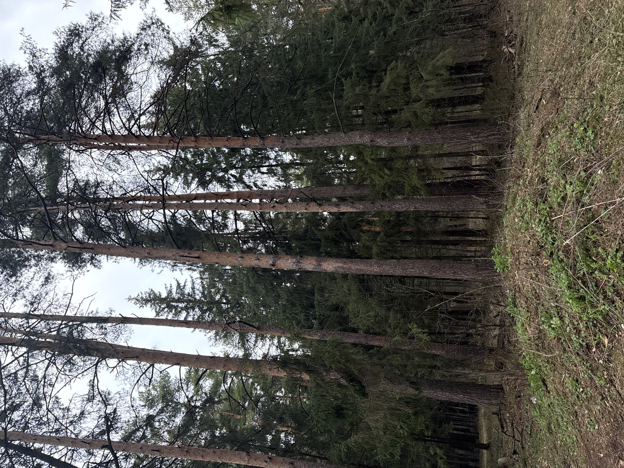 This media file captures a dense forest scene, likely in Votkinsk, Russia. The image is dominated by numerous tall, slender conifer trees, predominantly pines, with dark, rugged trunks extending vertically upwards. Many branches, some bare and some covered with dark green needles, crisscross the upper parts of the frame, revealing an overcast, pale sky through the canopy.
A clear demarcation exists between a lighter, more open area on the right, which features a sloping ground covered with dry brown grass, twigs, and patches of green undergrowth, and the darker, denser forest interior on the left and in the background. The deeper parts of the forest appear shadowy due to the thick foliage.
The time of day appears to be daytime, under an overcast sky, resulting in soft, diffused lighting. No people, animals, or specific activities are visible, and there is no discernible text within the image. The scene conveys a sense of natural tranquility and density.