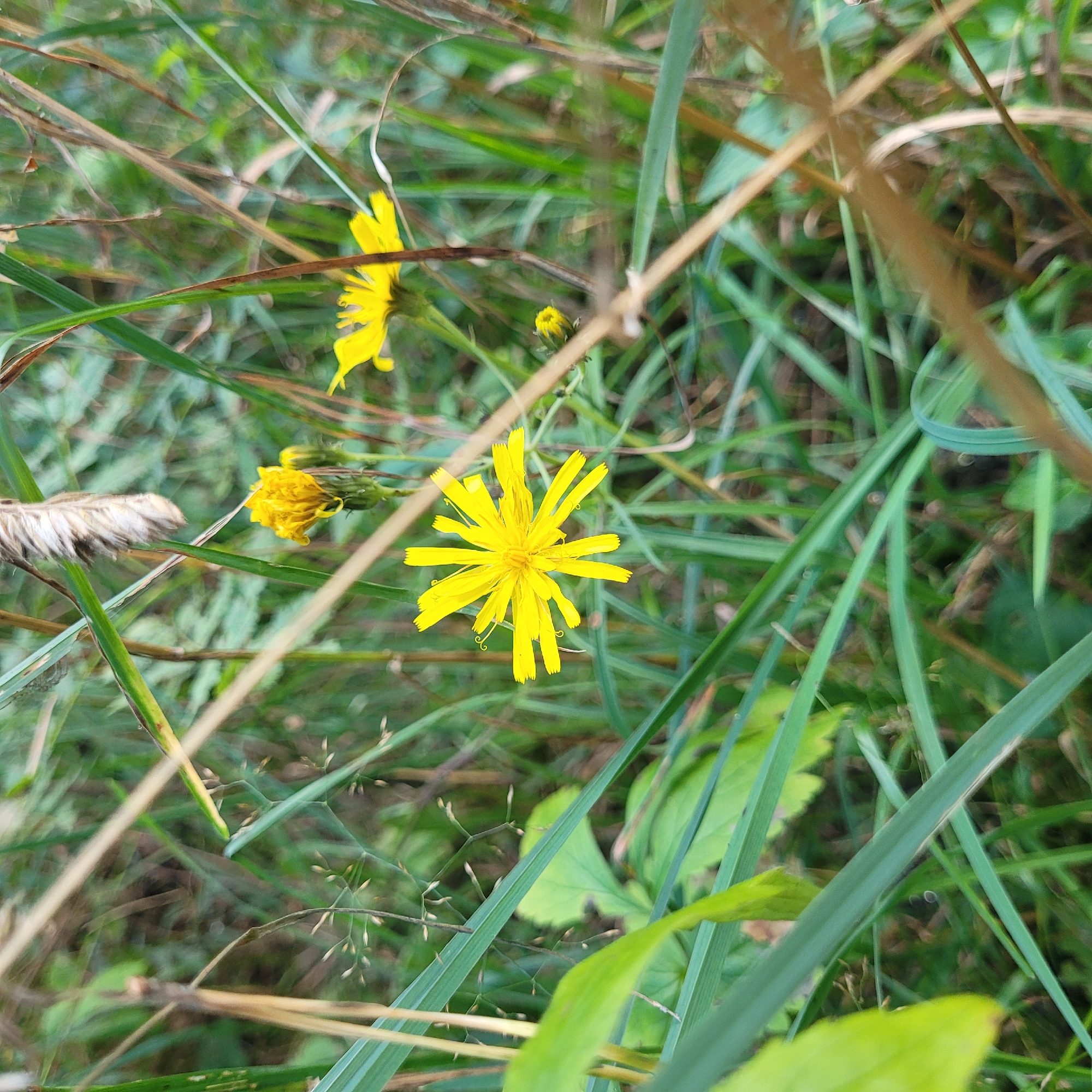 A close-up, eye-level shot captures a bright yellow wildflower in focus, with its delicate petals radiating outwards from a central disk. The flower is surrounded by lush, green grass and other wild vegetation, creating a natural, outdoor setting. The background is softly blurred, indicating a shallow depth of field. The overall impression is one of natural beauty and tranquility. The image appears to have been taken in Jūrmala, Latvia.