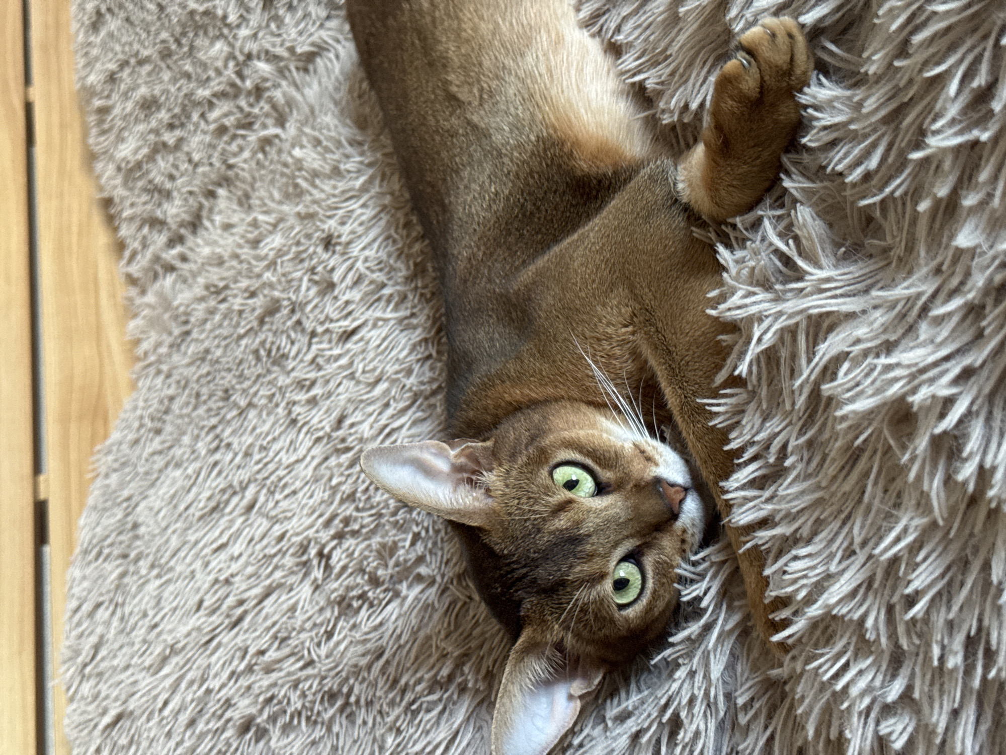 The image shows a close-up of an Abyssinian cat lying on a fluffy, beige blanket. The cat has distinctive ticked fur, large ears, and striking green eyes. Its body is stretched out, and its front paws are visible, with one paw resting on the blanket. The background consists of a wooden surface, possibly a bed frame or furniture. The cat appears relaxed and is looking directly at the camera. There is no indication of the city of Chaikovsky, Russia, within the image itself; this information would need to be provided externally.