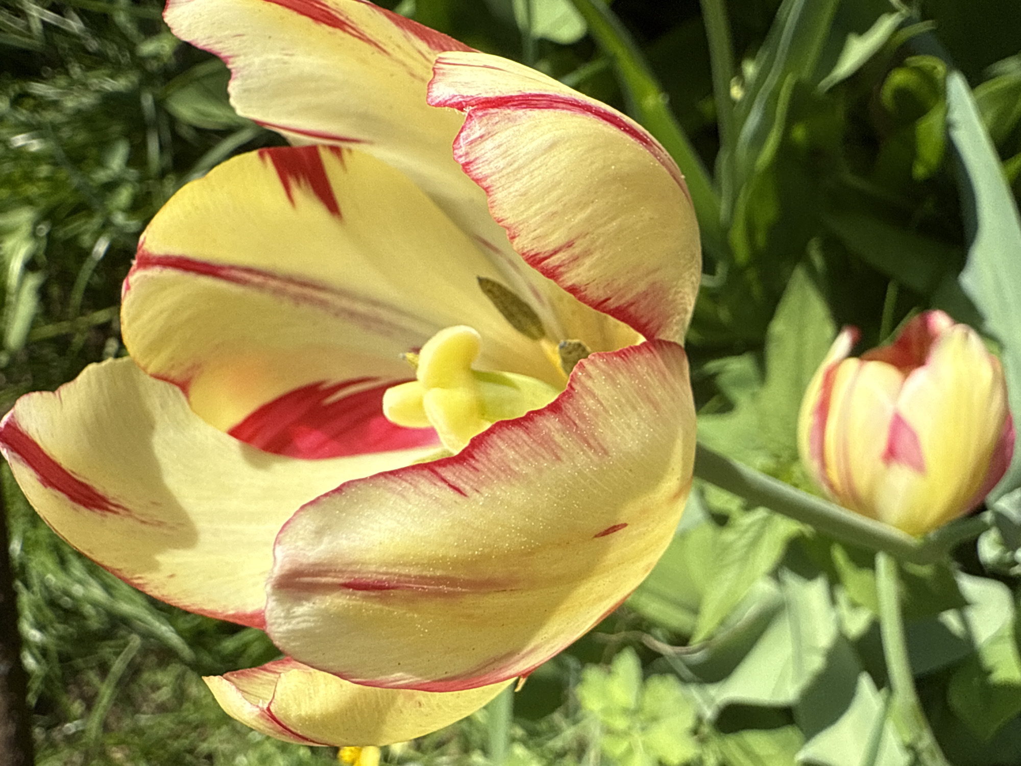 A close-up captures two yellow tulips with red markings, one in full bloom and the other still a bud. Green foliage forms the background. The image location is unspecified.