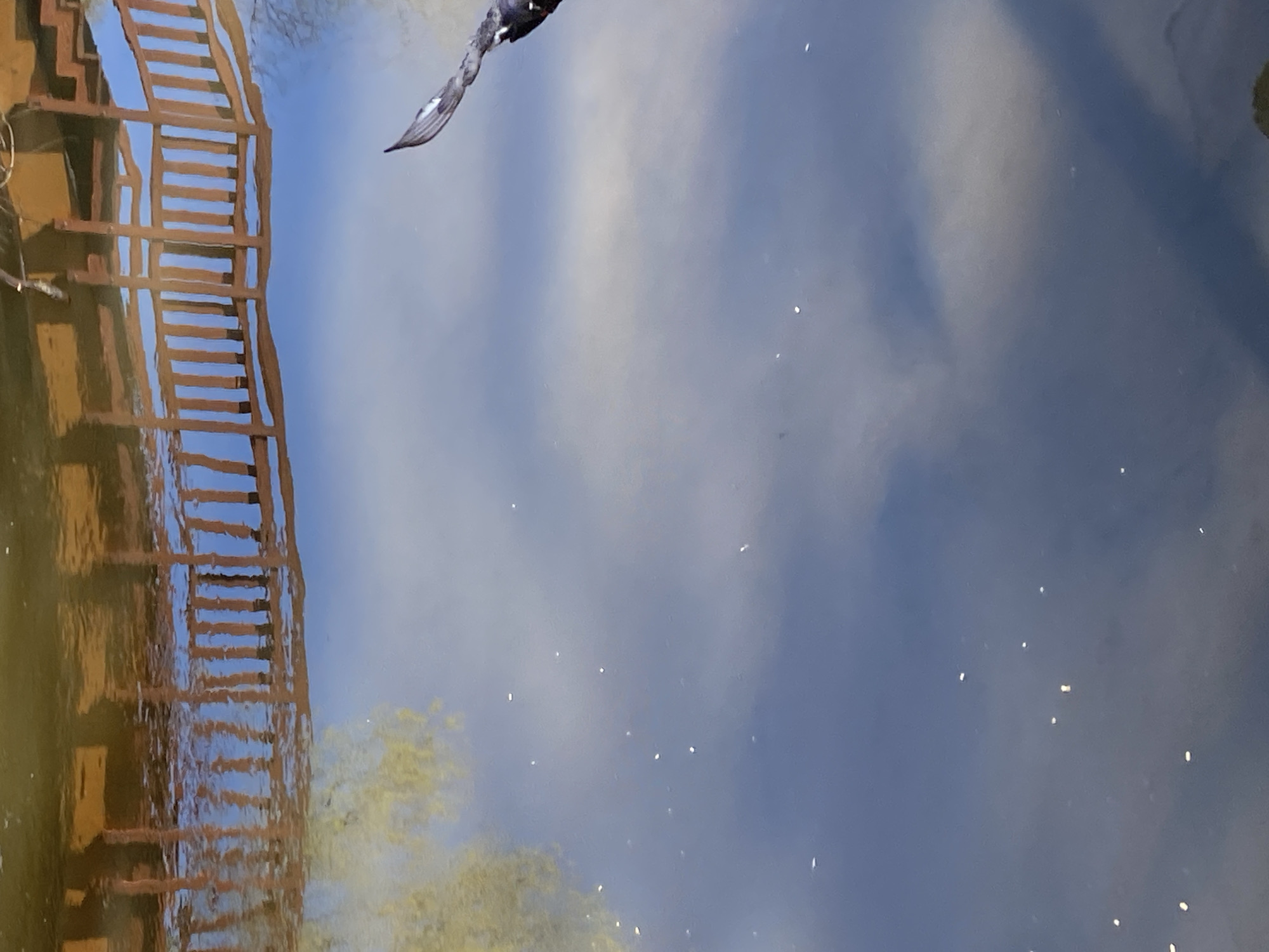 The image shows a reflection in water of a wooden structure resembling a dock or small bridge on the left side of the frame. The water reflects the sky, which appears to be a mix of blue and cloudy conditions. A wing is partially visible in the reflection. The environment suggests a location where nature and built structures coexist. The presence of light-colored specks scattered on the surface suggests pollen or other small particles floating on the water. The location and time of day are difficult to determine with certainty. It is impossible to ascertain if the location is Moscow or not.