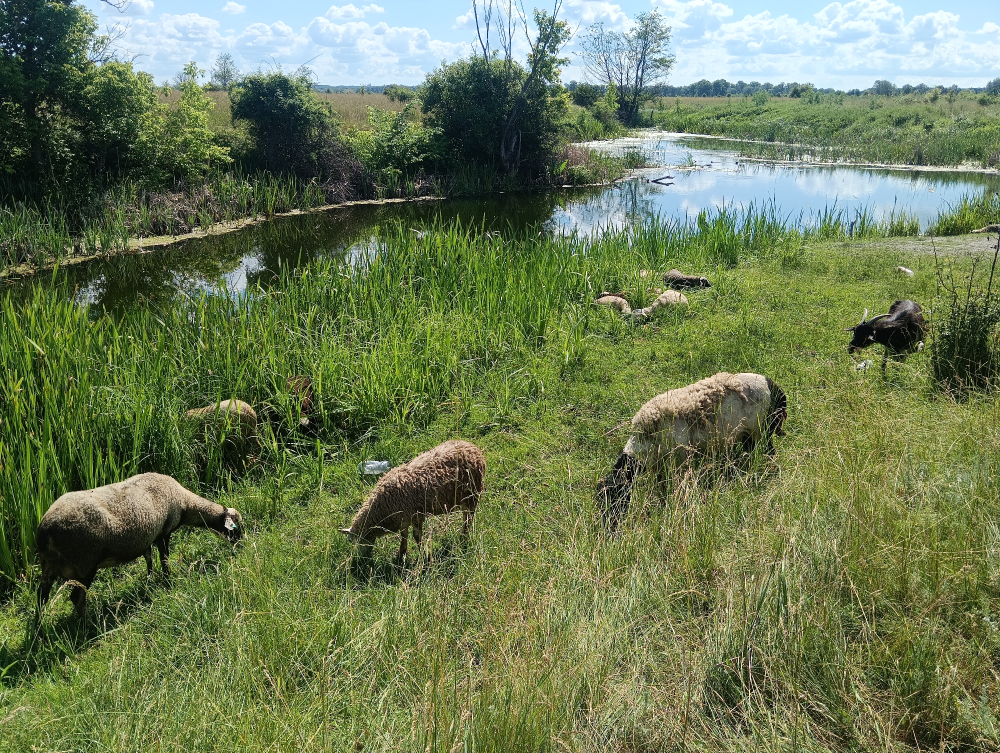 An outdoor, eye-level, wide shot captures a natural landscape with several sheep grazing in the foreground and midground. A body of water, possibly a canal or slow-moving river, is visible to the left and center, bordered by tall green reeds. Trees and dense foliage line the far bank of the water, and a wider, reedy marsh extends into the distance under a partly cloudy sky. The sheep, of varying colors including white, brown, and black, are scattered across a grassy area. Some are actively grazing, while others appear to be resting or walking. A single black goat with horns is also present among the sheep, grazing on the grass. The environment appears rural and undeveloped.