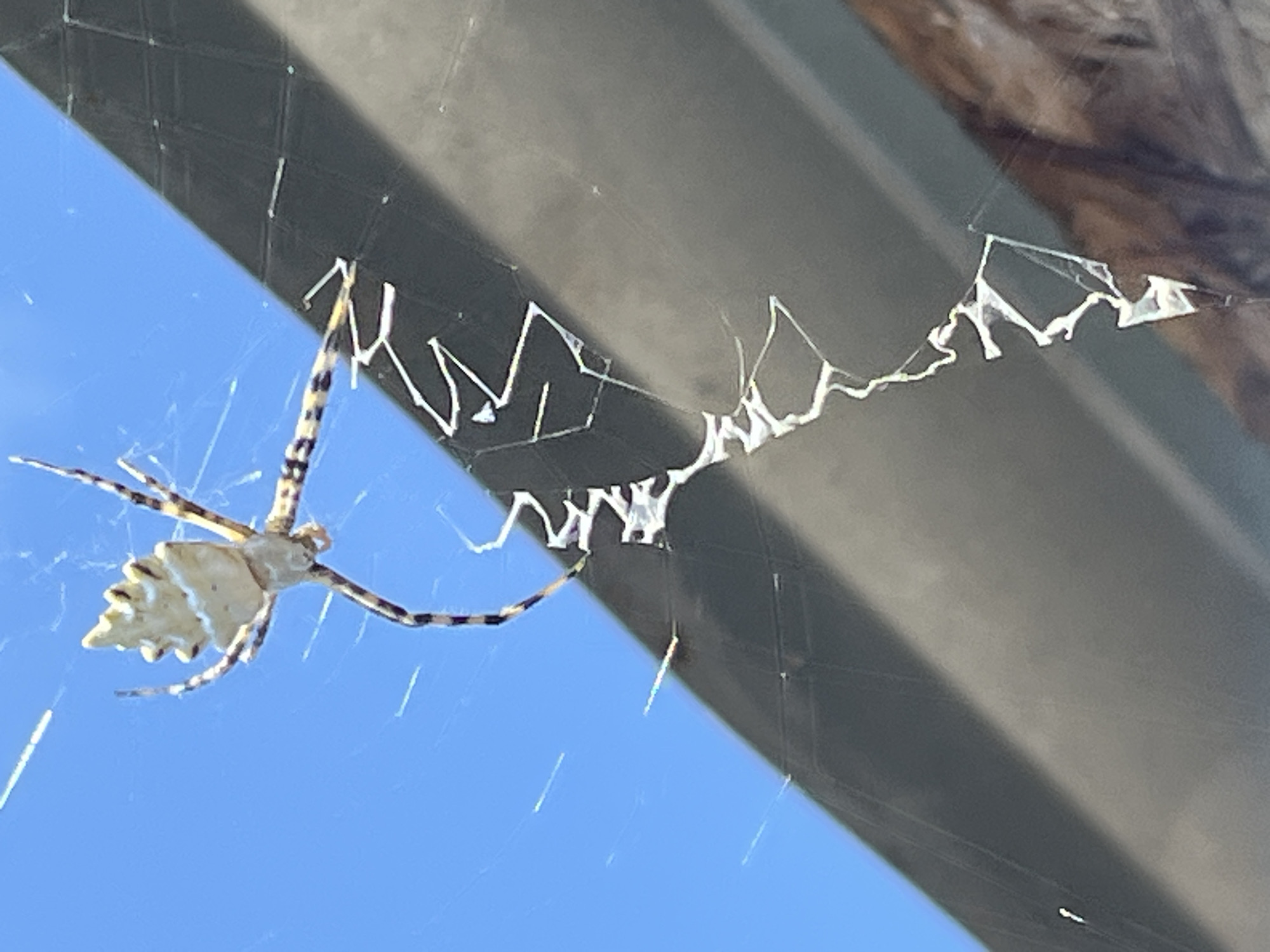 An orb-weaver spider, likely a species of *Argiope*, is centered in a web against a bright blue sky. The spider has a distinct pale yellow, spiky abdomen and long, banded legs. It is positioned above a dark, diagonal surface, possibly the roof of a building, which occupies the lower right portion of the frame. The spider web itself is partially visible, with some of its silk strands catching the light and a thicker, zigzagging stabilimentum running vertically down the center of the web. The image does not contain any discernible elements that would allow for a specific location within Krasnyye Barrikady, Russia, to be identified.
