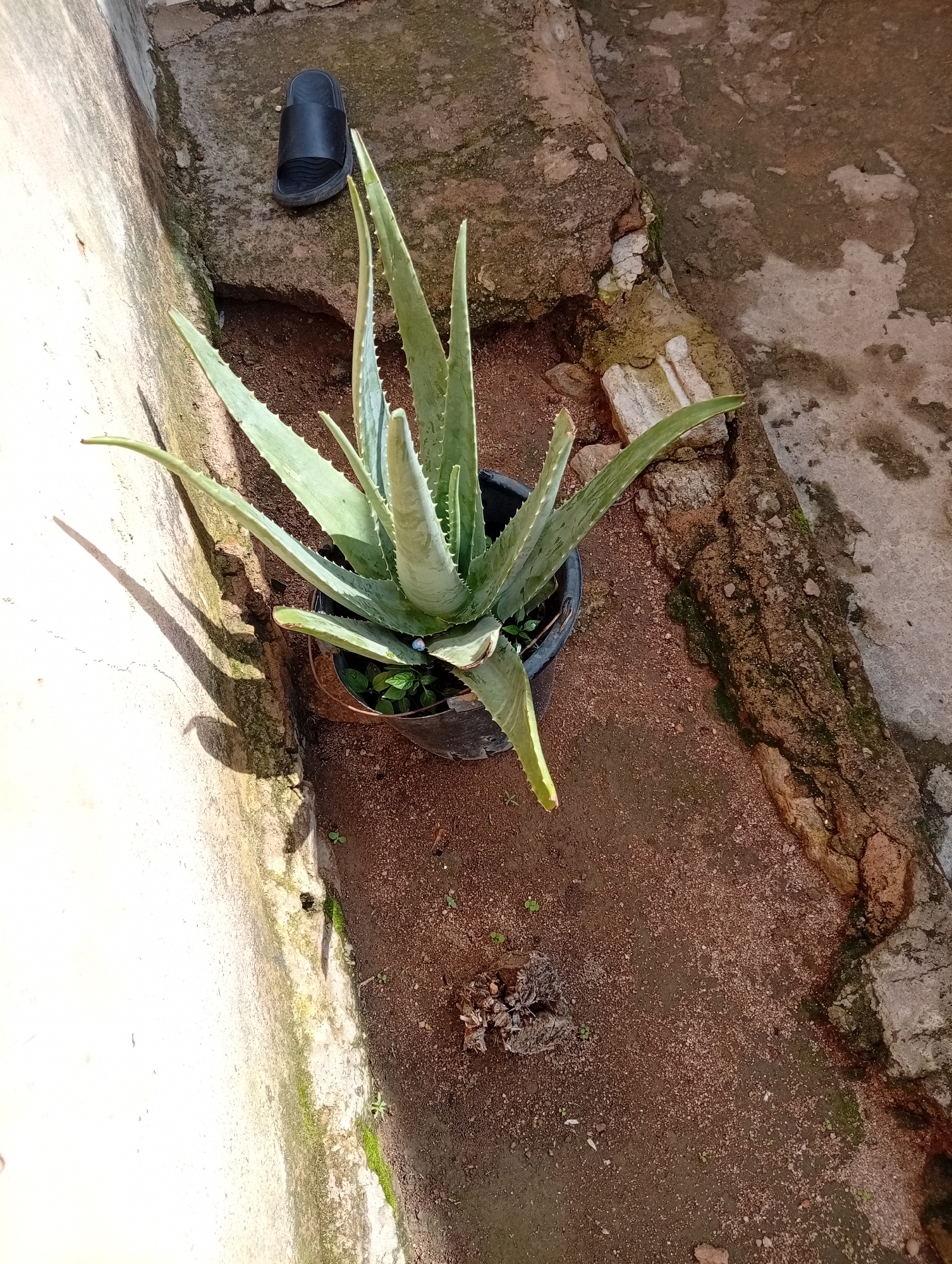 The image captures an outdoor scene in Gura Top, Nigeria, featuring a potted aloe vera plant positioned on reddish-brown soil. The plant, with its thick, spiky green leaves, is in a dark-colored pot. To the left, a light-colored, rough-textured wall casts a distinct shadow from the plant. Adjacent to the wall, a black sandal is visible on a rough, grey concrete surface. The ground around the plant and wall is a mixture of soil, small pebbles, and some dry debris. The overall environment suggests a somewhat unkempt outdoor area, possibly a yard or pathway, with elements of natural vegetation and man-made structures.