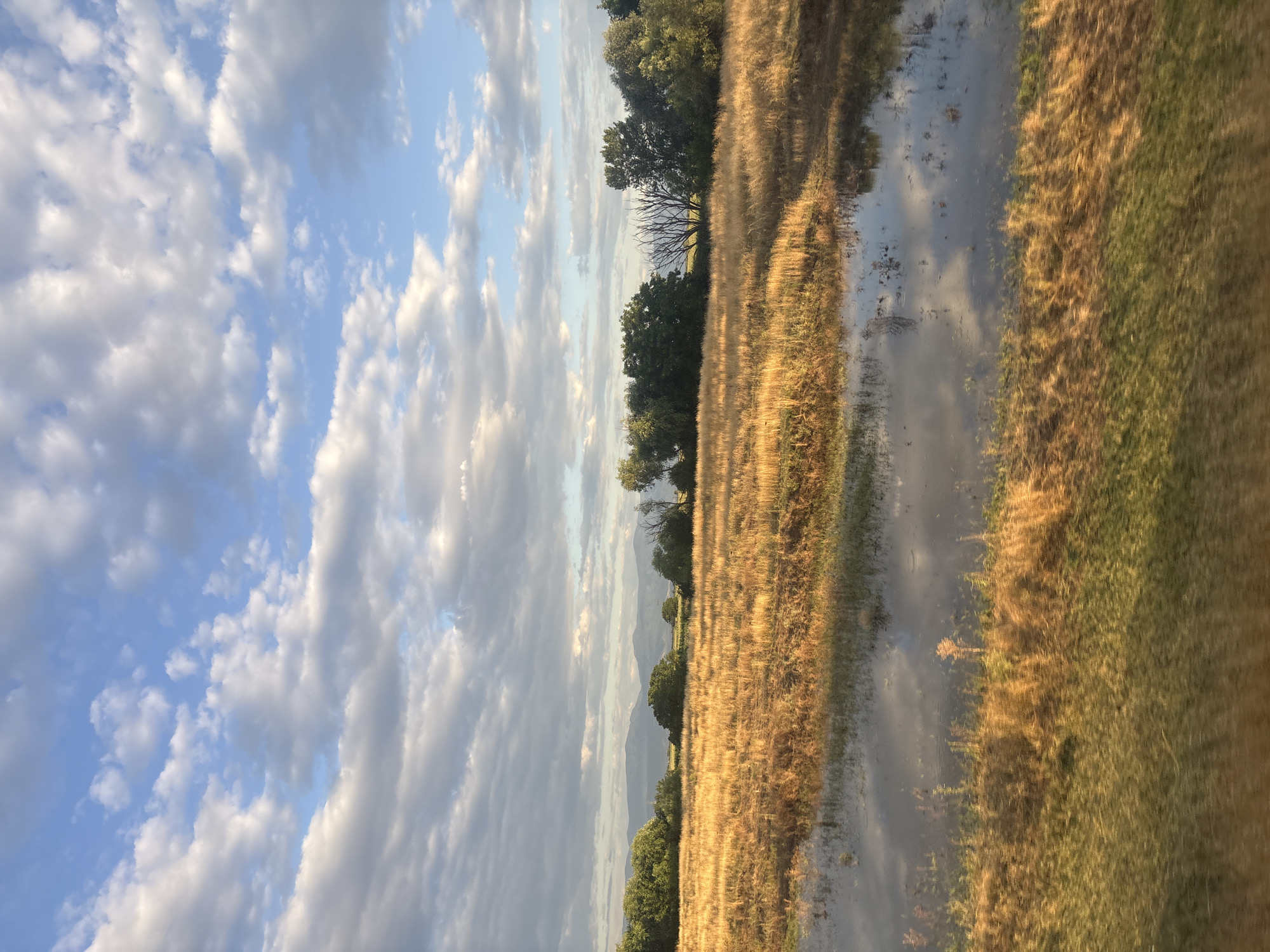 The image depicts a rural landscape, likely in the vicinity of Saedinenie, Bulgaria, bathed in the warm light of either sunrise or sunset. A field of dry, golden grass stretches across the mid-ground, interspersed with patches of green. A body of water, reflecting the sky and surrounding vegetation, occupies the foreground, suggesting recent rainfall or proximity to a river or marsh. In the background, a line of trees forms a natural border, beyond which low-lying hills or mountains are visible under a sky filled with dramatic clouds. The overall impression is one of tranquility and natural beauty. There are no people or animals visible in the frame.