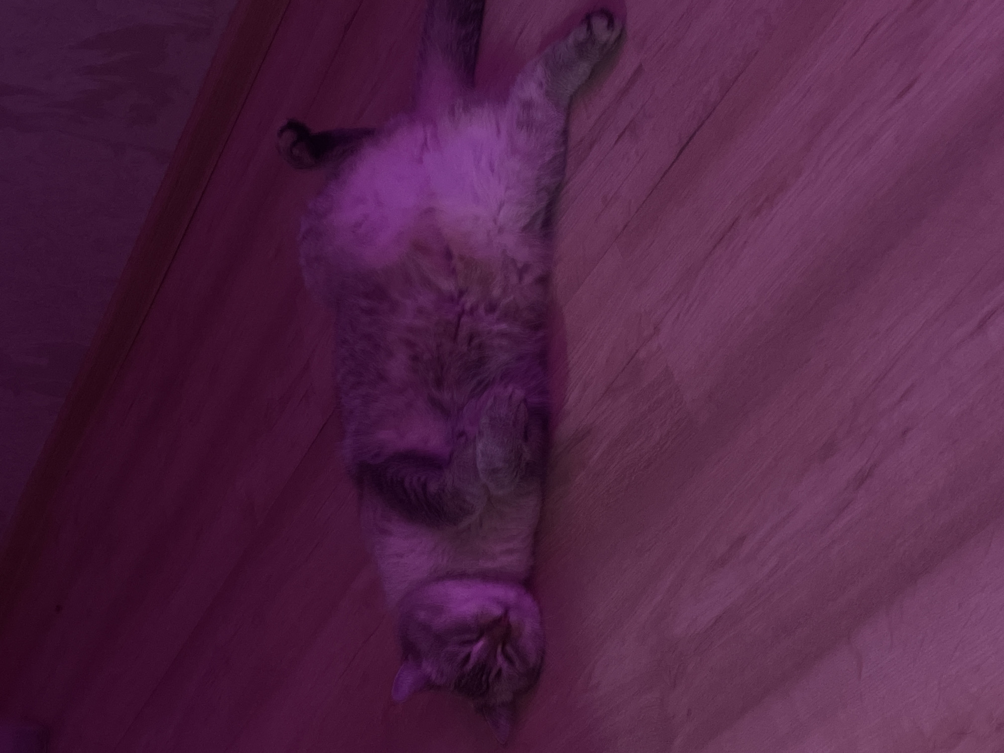 A gray and white cat is lying on its back on a wooden floor, with its eyes closed and its head resting on its paws. The cat appears to be asleep. The room is lit with purple light. The location of this image is not specified in the image or its metadata.