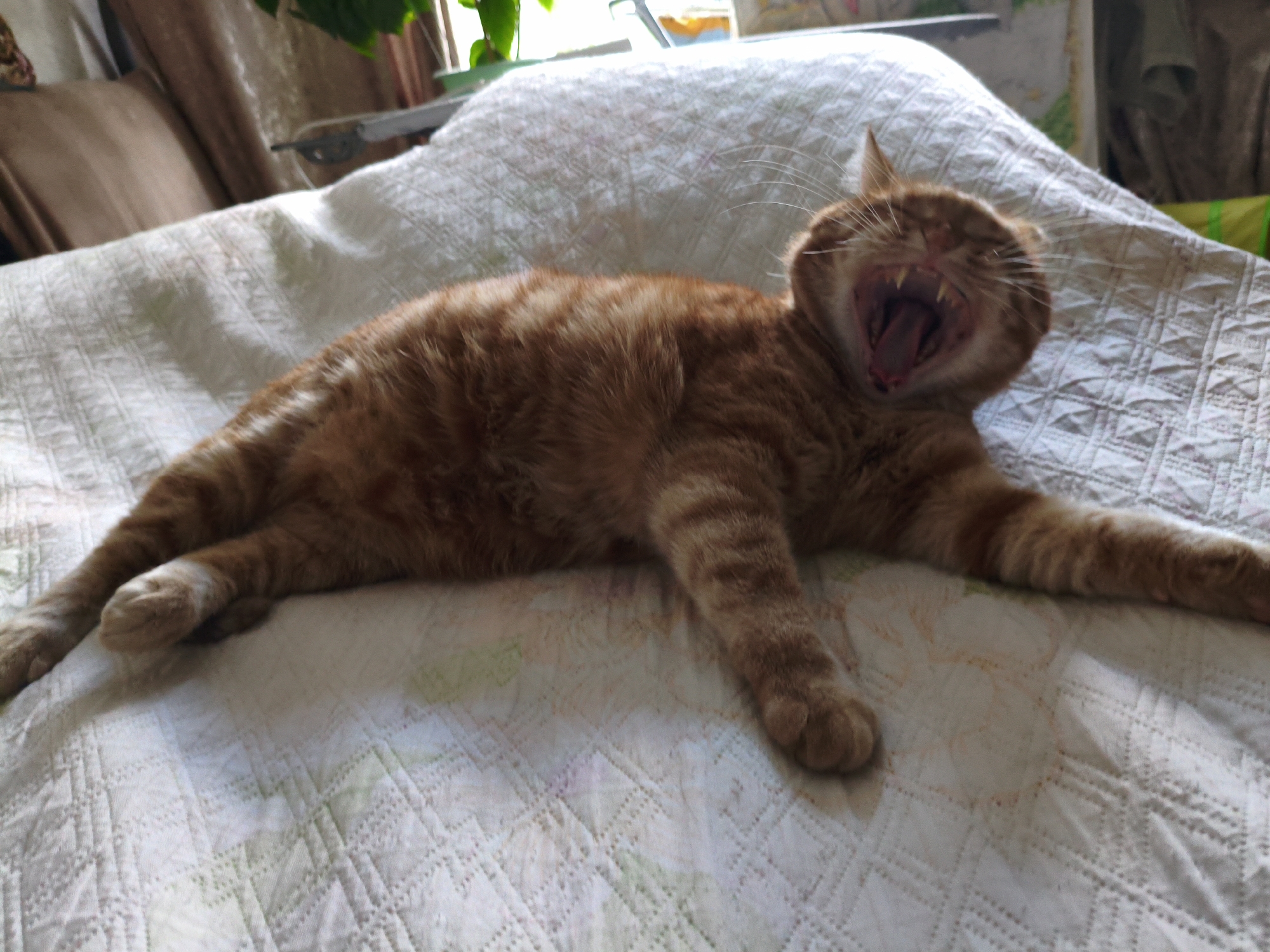 An orange tabby cat is lying on its back on a white quilted comforter, with its mouth wide open in a yawn. The cat's eyes are closed, and its tongue is visible. The comforter has a subtle floral pattern. In the background, a brown upholstered headboard or pillow is visible, along with a blurred background of curtains and plants. The lighting suggests it is daytime, possibly near a window.