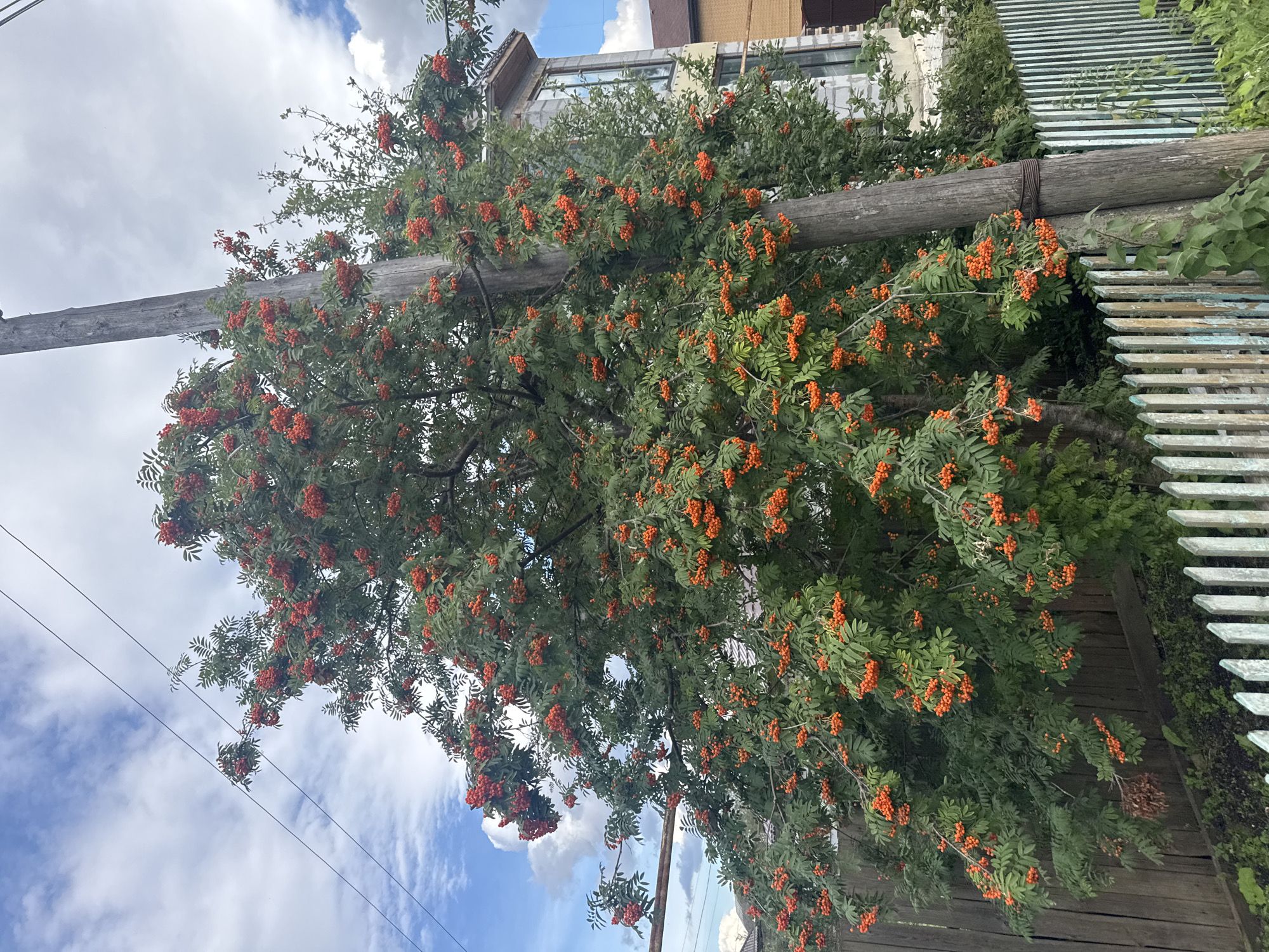 A medium shot captures a fully fruited rowan tree, its branches laden with clusters of vibrant orange berries, dominating the foreground and midground. The tree is situated outdoors, with a wooden utility pole positioned to the right of the tree trunk. The background reveals a residential area with a partially constructed brick building and a weathered wooden fence. The sky above is partially cloudy, with visible power lines traversing the upper portion of the image. The overall scene suggests an outdoor environment with a focus on natural elements, specifically the rowan tree and its berries, alongside man-made structures.