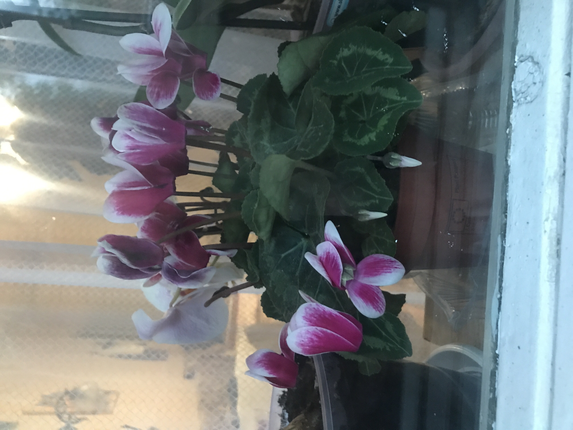 The image features a potted cyclamen plant with vibrant pink and white flowers, placed on a windowsill. The leaves of the cyclamen are dark green with lighter green veining. The plant is potted in a terracotta-colored pot. The windowsill is painted white. Outside the window, there is a blurry view, possibly of an urban environment. There is no discernible information suggesting the image was taken in Ternopil, Ukraine.