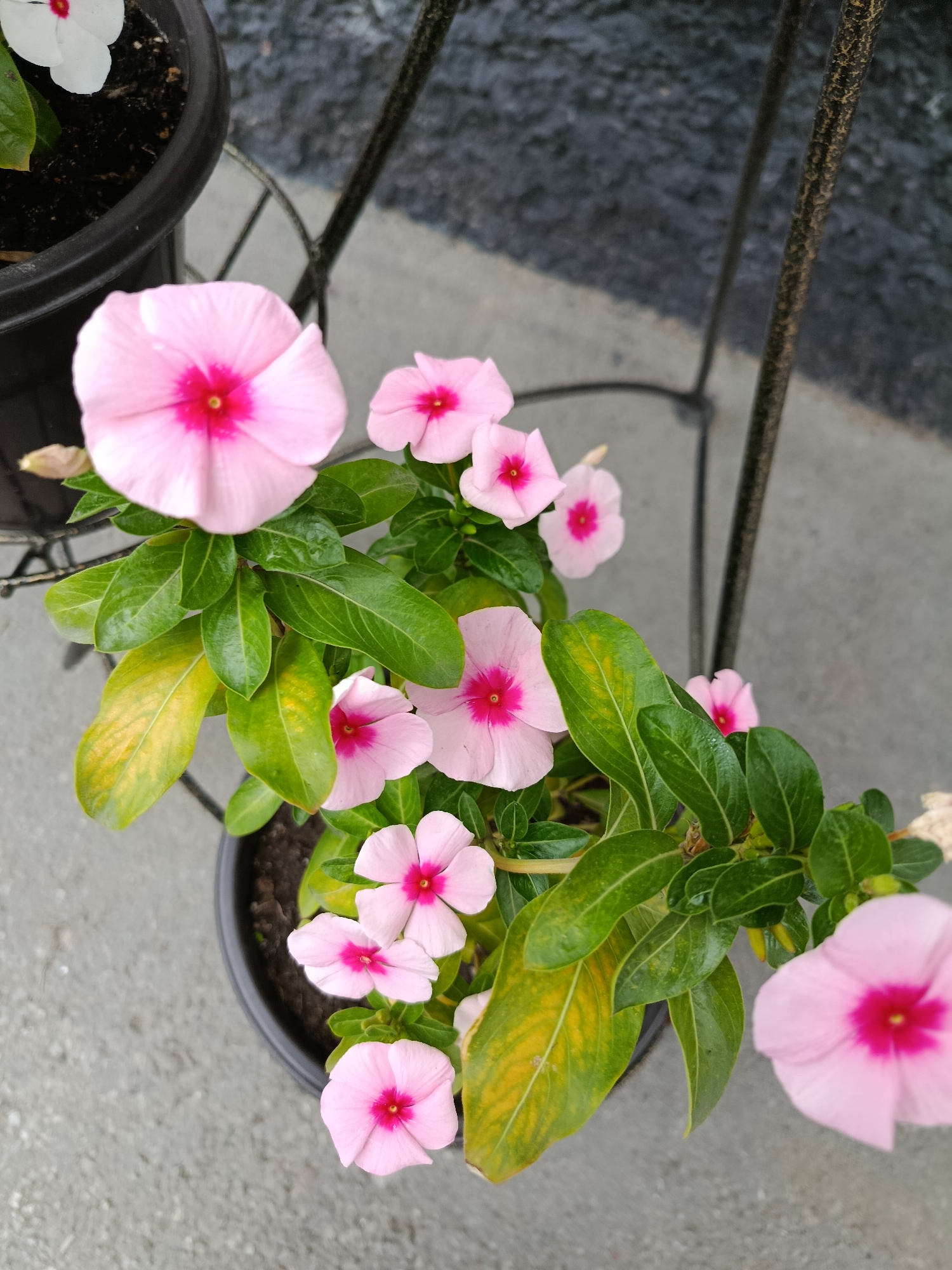 This image shows a potted plant with light pink flowers and green leaves. The flowers have a darker pink center. Some of the leaves on the plant are yellowing. The pot is black plastic and sits on a gray concrete surface. A black metal stand is visible in the background, and a dark gray textured wall is behind the stand. There are no people or animals in the image. The location is not specified as Saratov, Russia.