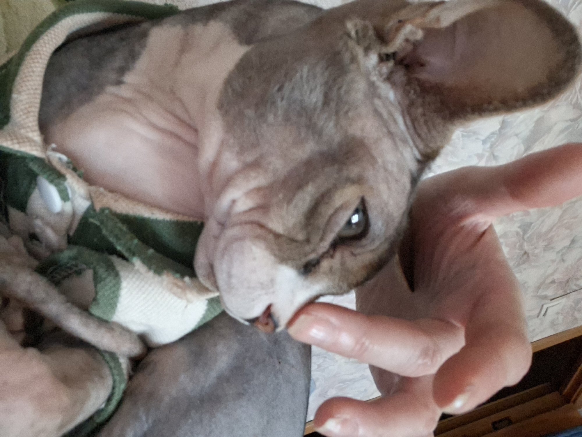 A person's hand gently touches the nose of a Sphynx cat, which is wearing a green and white striped garment. The cat has grey and white patterned skin and large ears. The background is out of focus and appears to be an indoor setting with a patterned wallpaper. The image was taken in Забалоцкі сельскі Савет, Belarus.
