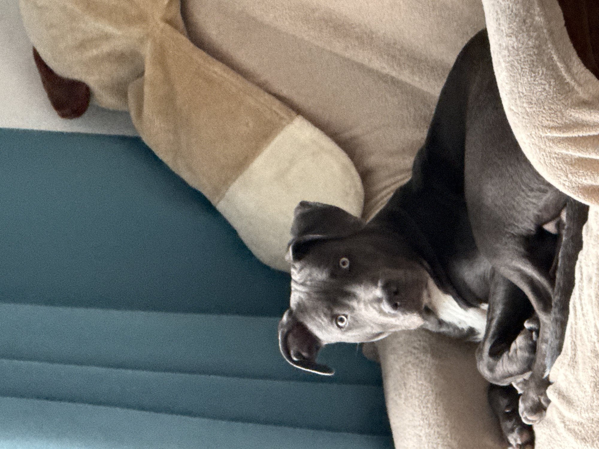 A gray puppy with a white patch on its chest looks up at the camera from a plush pet bed. The bed is tan, with a stuffed animal attached. The background is a blue wall. The location is unknown, there is no indication it is in Varna, Bulgaria.