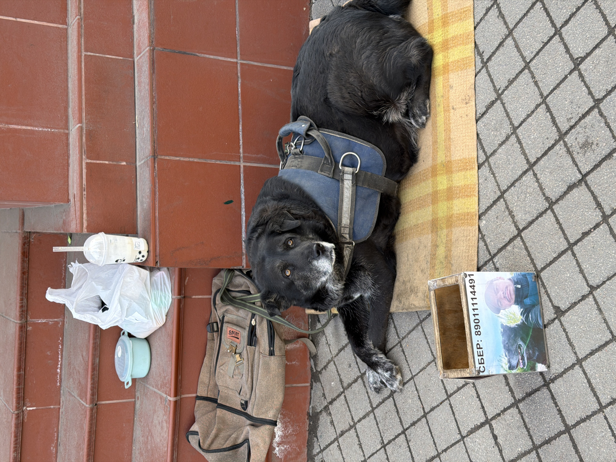 A black dog with white markings on its face and paws lies on a yellow blanket on the sidewalk outside what appears to be a building entrance in Krasnoyarsk, Russia. The dog is wearing a blue harness and looks up towards the camera. Near the dog are several items including a tan backpack, a clear plastic bag, a plastic cup, and a cardboard box with a photograph of a man and a dog. Cyrillic text and a phone number are visible on the box. The sidewalk is composed of gray tiles, and the building entrance has red tiled steps.