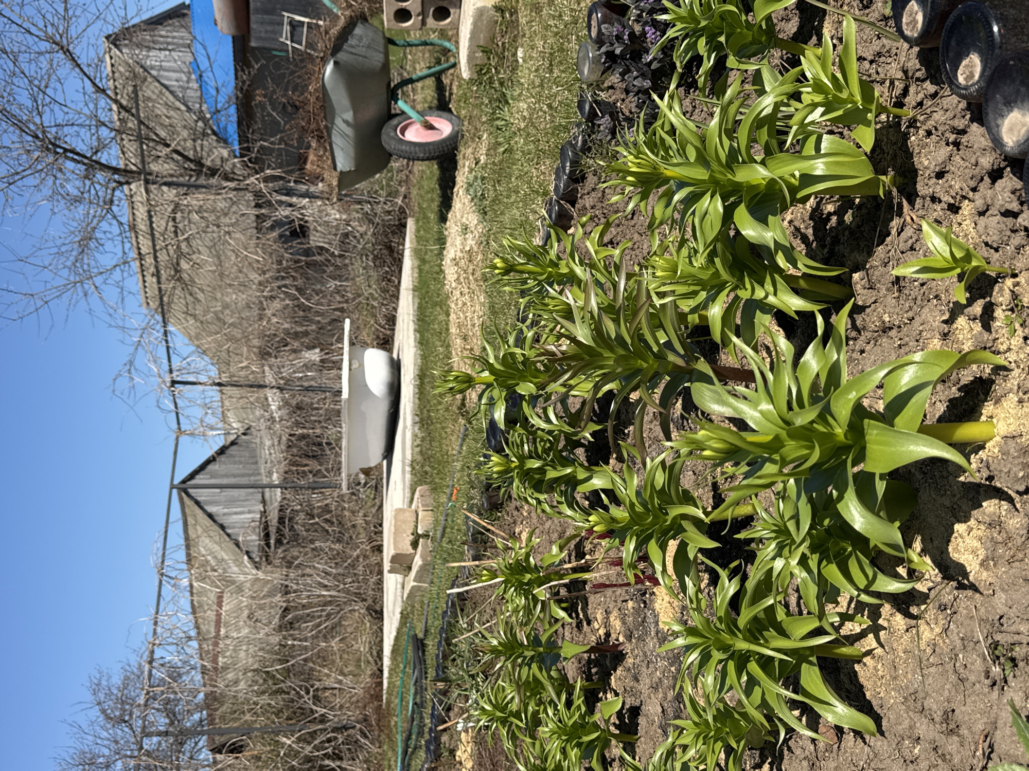 The image shows a garden bed in Перевозное, Russia. The garden is planted with rows of green plants that are likely lilies or similar flowering bulbs, based on their emerging buds. The soil is a dark brown color. Along the edge of the garden bed, there are glass bottles and some purple-leaved plants. In the background, a wheelbarrow sits on a grassy area next to a concrete path. Behind the path, there is a white container. In the far background, there are two wooden buildings. The sky is clear and blue. The time of day appears to be daytime, judging by the bright sunlight. There are no people visible in the image.