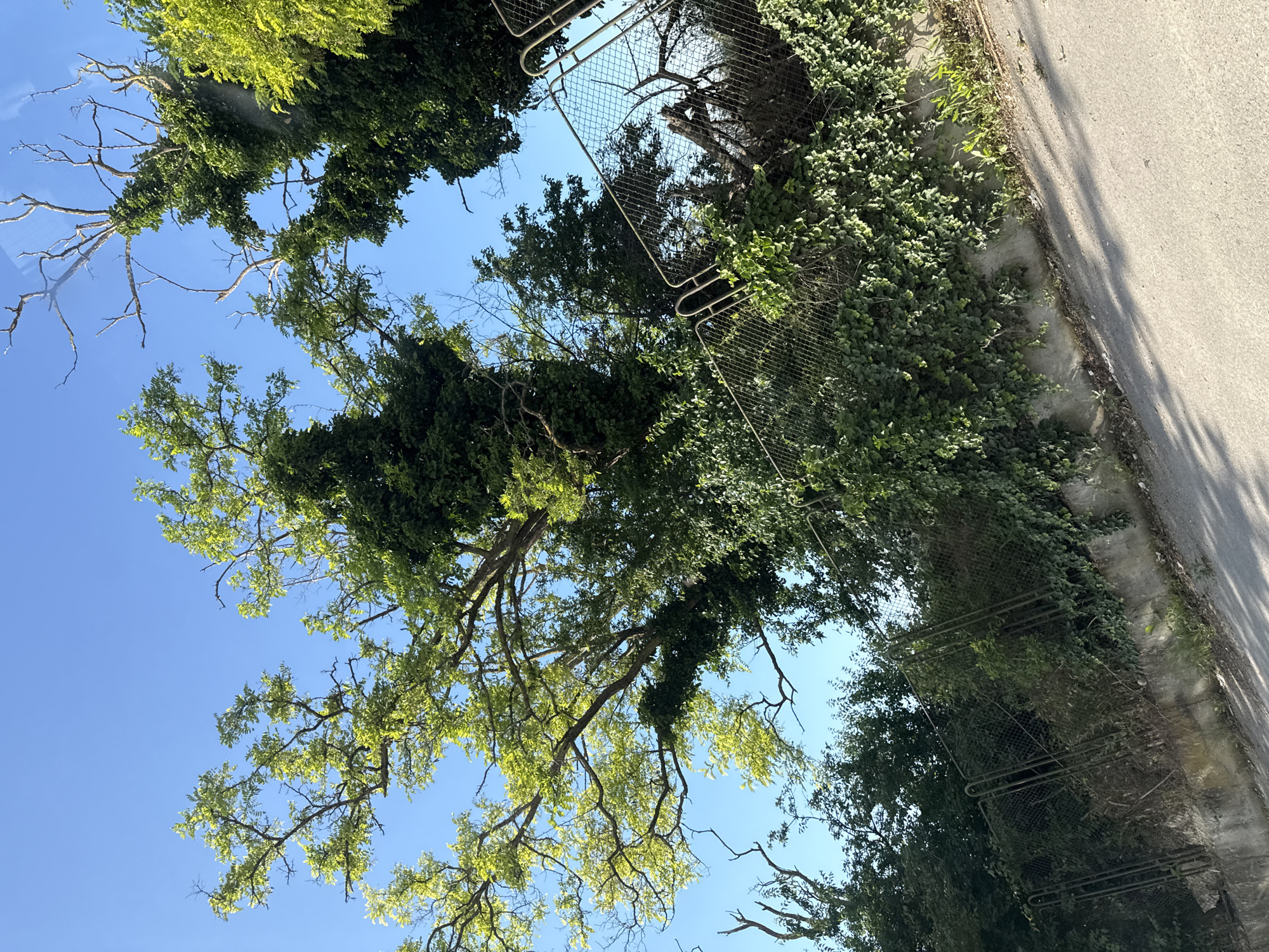 The image shows a view from ground level looking up at trees and a chain-link fence under a clear blue sky. The trees are lush and green, with some dead branches visible. Ivy is growing on the trees and along the top of a concrete retaining wall. The fence appears to be old and slightly rusted, with some sections bent or damaged. The ground in the foreground is an asphalt road, with shadows cast by the trees and fence. The location is a street in Varna, Bulgaria. There are no people or animals visible in the image.