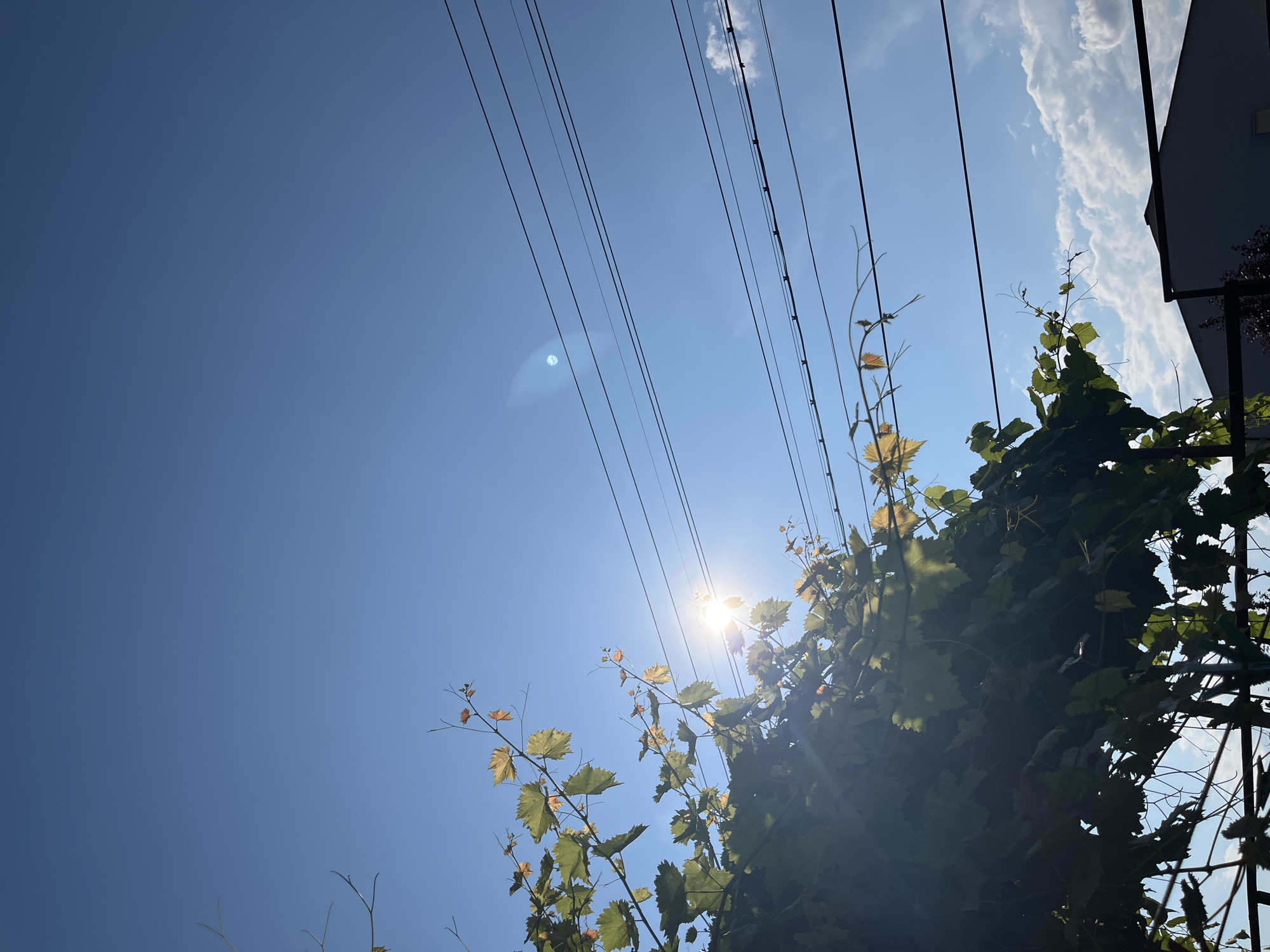 The image depicts a clear blue sky with several overhead wires stretching across the frame. A dense cluster of green leaves from a vine is visible on the right side of the image, with some leaves appearing yellowish, suggesting early autumn. Sunlight streams through the leaves, creating a lens flare in the upper left portion of the sky and illuminating some of the vine's foliage. A hint of a building's dark facade is visible in the upper right corner. The perspective is looking upwards, emphasizing the sky and the vine against it. The scene appears to be outdoors on a sunny day, likely during the daytime. There is no visible text in the image.