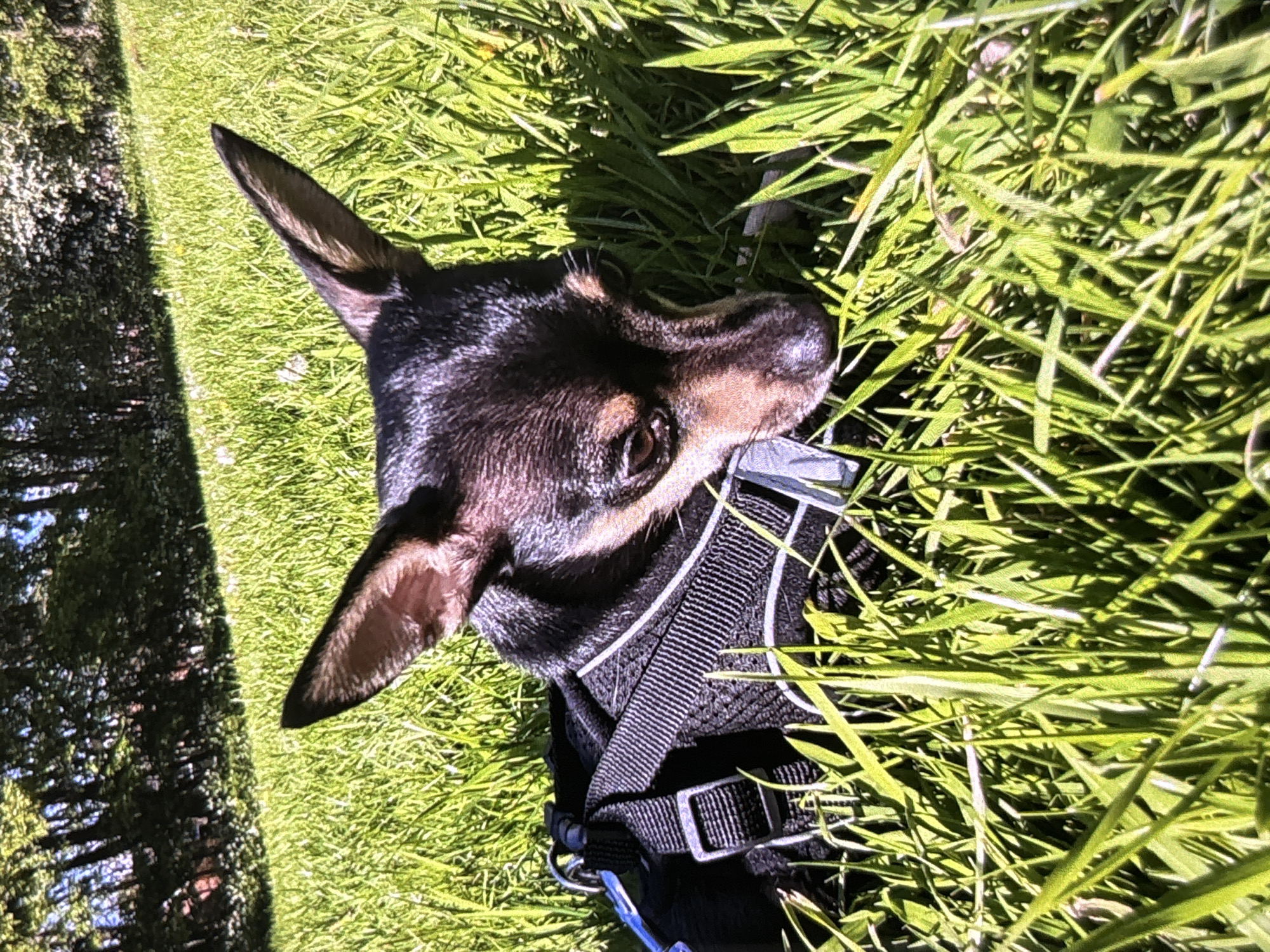 A close-up, high-angle photograph, originally rotated 90 degrees, captures a small black and tan dog resting in vibrant green grass under bright sunshine. The dog, possibly a Chihuahua or Miniature Pinscher, is positioned with its head slightly to the right, looking forward. It features sleek, short fur, with predominantly black coloring on its back and head, complemented by tan markings on its muzzle, above its eyes, and on the inside of its erect, pointy ears. Its dark eyes are open, giving it a calm and observant expression.
A black fabric harness, equipped with a silver-colored buckle and D-ring, is visible around the dog's chest and back. The dog is nestled amongst individual blades of long, bright green grass, some of which appear slightly blurred, indicating a shallow depth of field. Strong, distinct shadows are cast by the grass and the dog, signifying direct sunlight, likely during the morning or afternoon. In the background on the left side of the frame, a darker, shaded area hints at dense foliage or trees, suggesting the edge of a wooded area or a garden. No visible text is present in the image. The scene depicts a serene outdoor moment in Wolverhampton, United Kingdom.