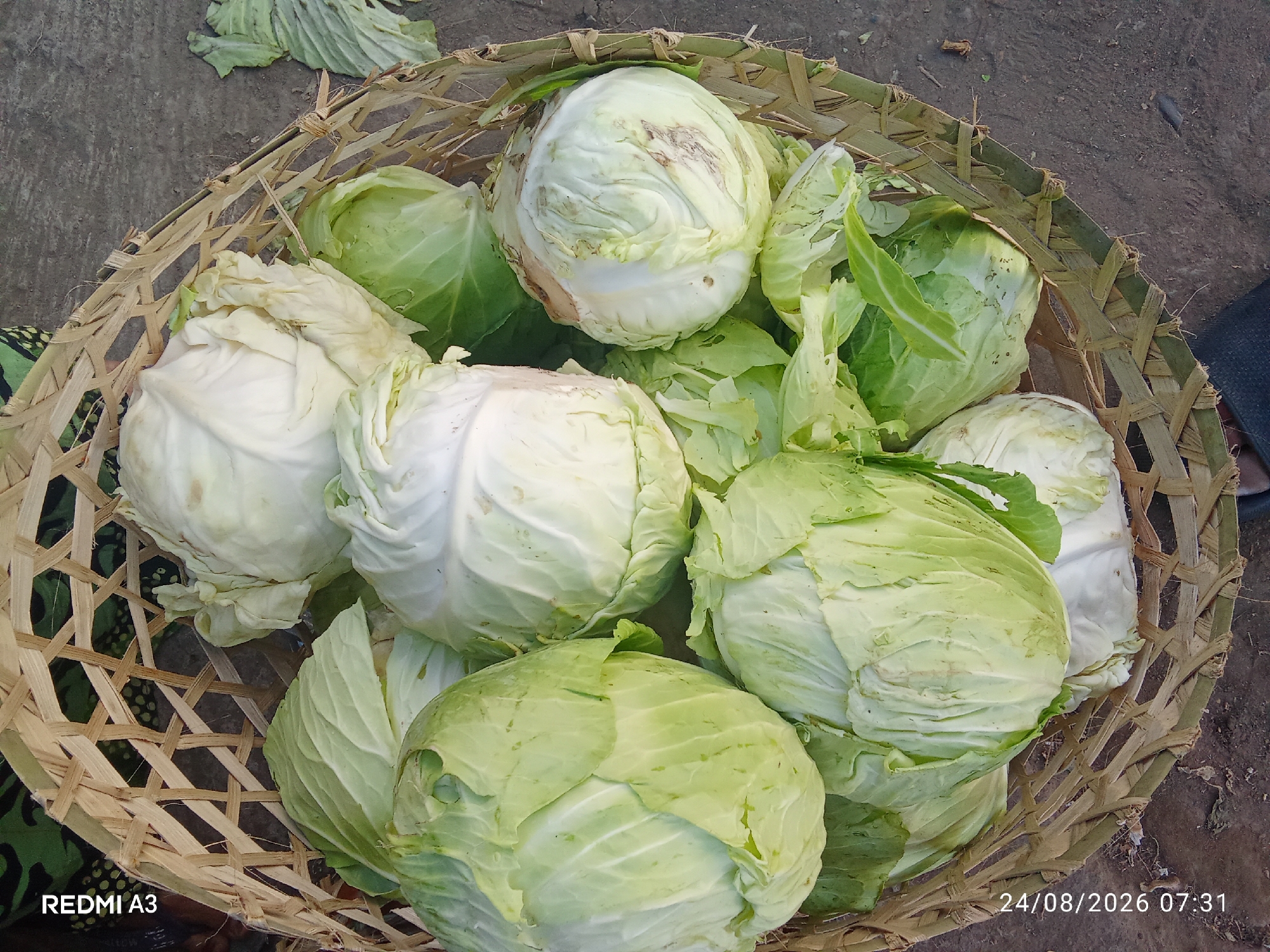 A woven basket filled with several heads of fresh cabbage sits on a rough, grey surface. The basket is made of light-brown, woven reeds and is positioned on what appears to be a dirt or gravel ground, consistent with an outdoor market setting. Scattered around the basket are a few loose cabbage leaves. The cabbages themselves are a mix of pale green and white, with some showing minor blemishes. The overall scene is one of fresh produce prepared for sale. A watermark in the bottom left corner reads "REDMI A3" and a timestamp "24/08/2026 07:31" is visible in the bottom right corner.