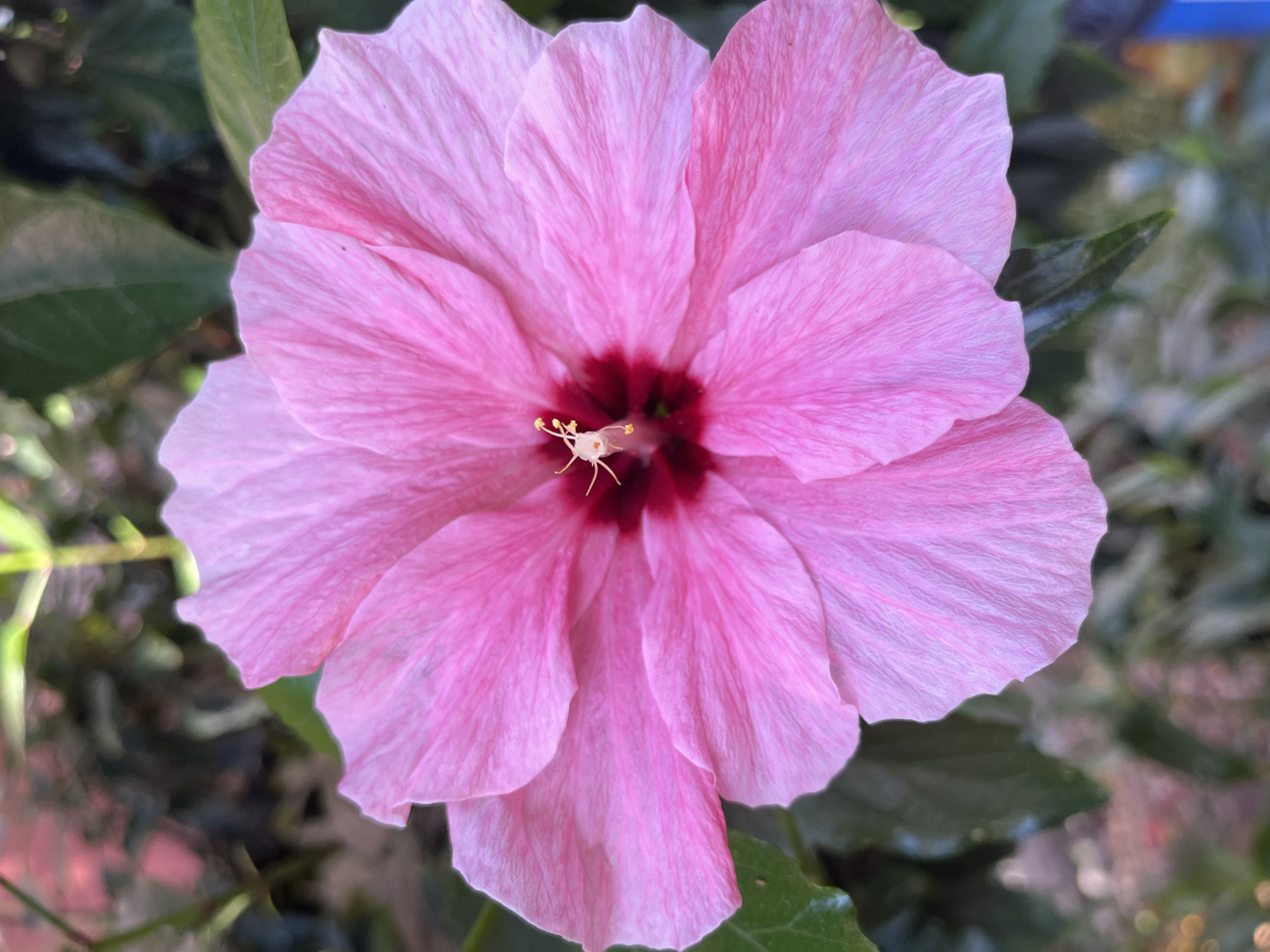The media file presents a vibrant, close-up photograph of a single pink hibiscus flower, viewed from a slightly above, head-on perspective. The large, open blossom fills the majority of the frame, showcasing its delicate petals in various shades of medium to bright pink, with subtle, lighter venation visible across their surfaces. The petals appear soft and slightly crinkled, adding texture to the flower.
At the heart of the hibiscus, the color deepens dramatically to a rich, dark red or maroon, creating a striking contrast with the lighter pink petals. From this dark center emerges the flower's reproductive structure, featuring a cluster of light yellow-cream anthers tipped with pollen, surrounding a slender, white pistil that extends slightly outward.
The background is composed of blurred green foliage, suggesting a natural, outdoor setting, such as a garden or a bush. The out-of-focus leaves provide a soft, verdant backdrop, allowing the brightly colored flower to stand out prominently. The lighting is bright and even, indicating daytime conditions, possibly morning or late afternoon, without harsh shadows. The image captures the serene beauty of the blooming flower. There is no visible text in the media file. The setting is consistent with the provided location context of Alanya, Turkey.