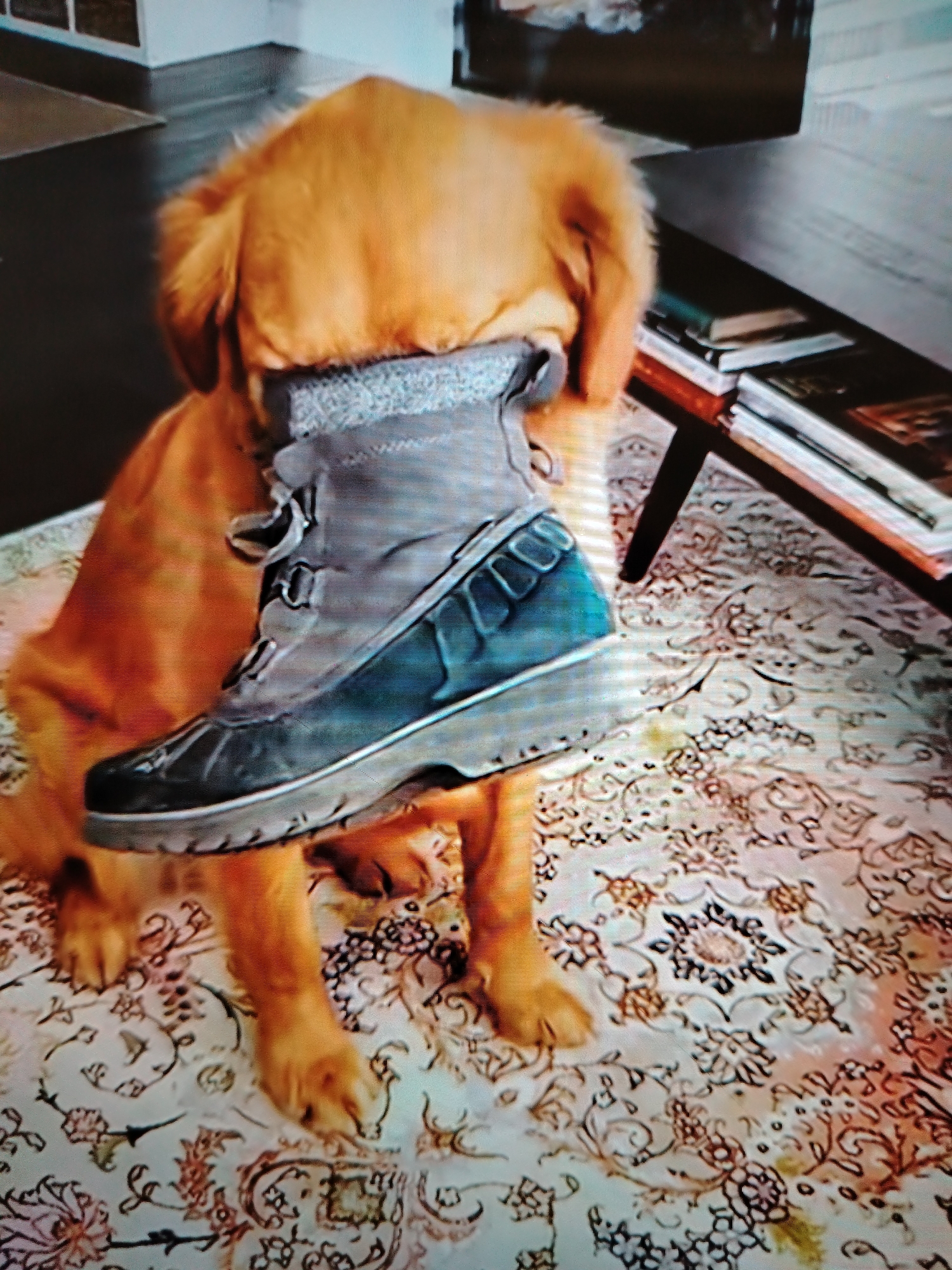 An orange dog is sitting on a patterned rug indoors, holding a gray and blue boot in its mouth. The dog's head is mostly obscured by the boot. The background shows a wooden coffee table with books stacked on it. The scene is likely a home environment, possibly a living room. There is no visible indication of the specific location within Stavropol, Russia.