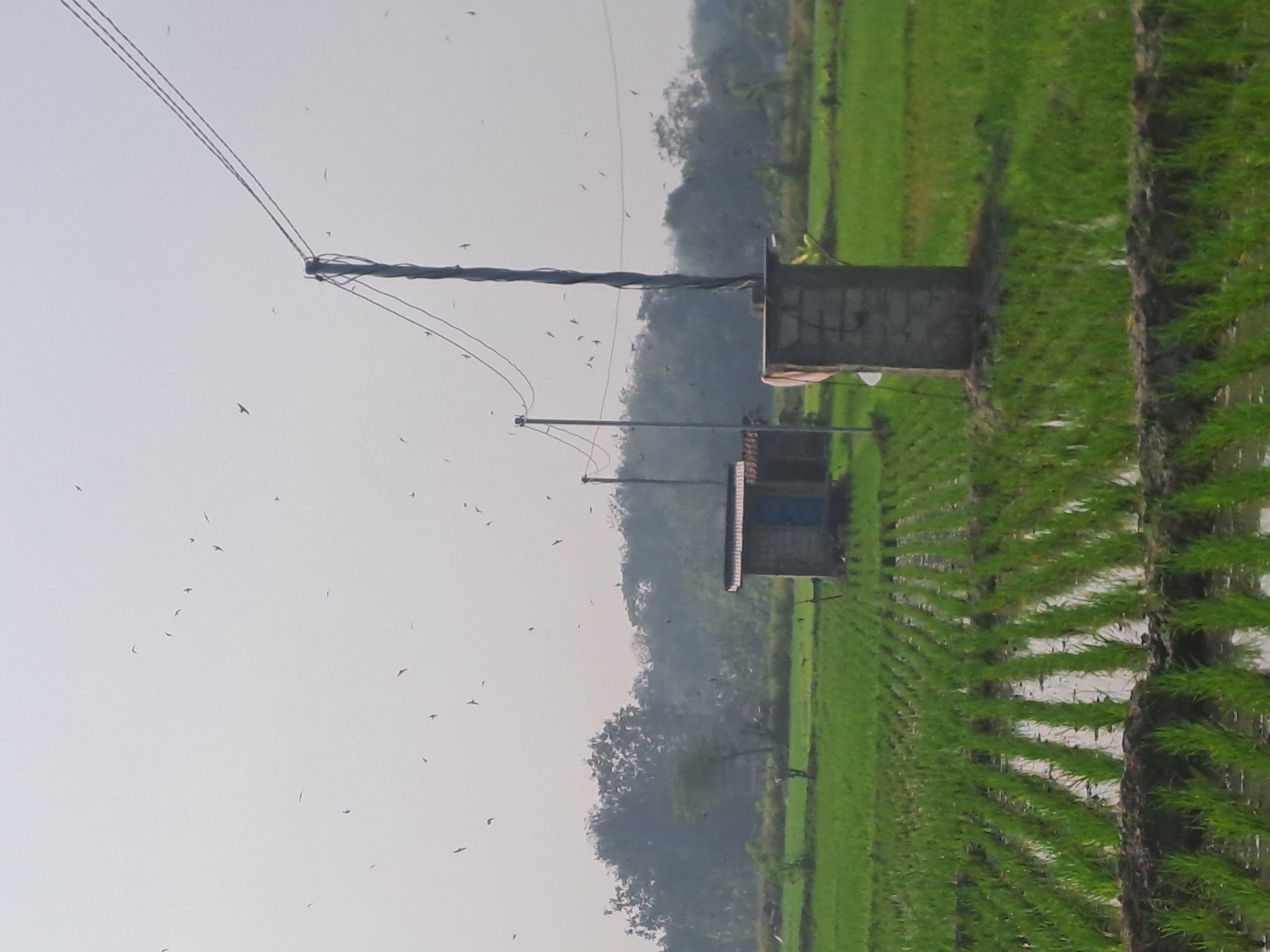 An outdoor, eye-level, medium shot shows a bright, hazy morning scene in a rice paddy field in Pucanganom, Indonesia. Numerous small, dark birds are scattered across the pale sky. In the middle ground, a small, brick building with a red roof and a blue door sits to the left, while a taller, concrete structure with a wider top and a piece of white fabric hanging from it is to the right. A dark, thin utility pole with three wires stretches diagonally from the upper right towards the middle ground. Rows of young green rice plants are visible in the flooded field in the foreground, with muddy borders between the sections of the field. A line of trees with dense foliage forms the background, with a few scattered trees in front of them.