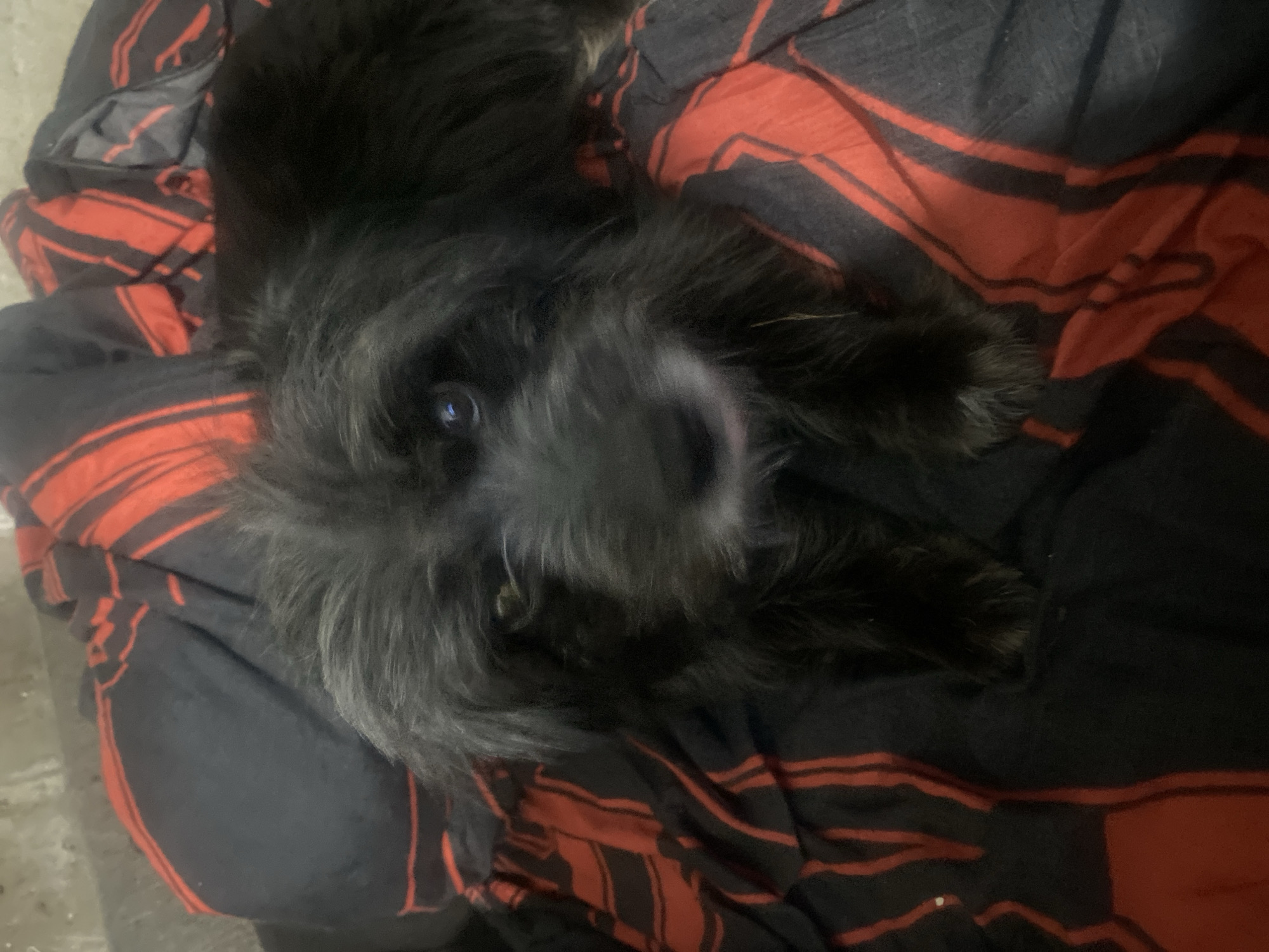 The image shows a close-up of a black dog lying on a blanket with a pattern of red and black stripes. The dog's face is visible, with its eyes and snout in focus. The dog appears to be relaxed. The background is a dark, presumably indoor setting, with a hint of a concrete floor visible on the left side. The lighting is dim, suggesting it might be nighttime or indoors with low light. No text is visible in the image.