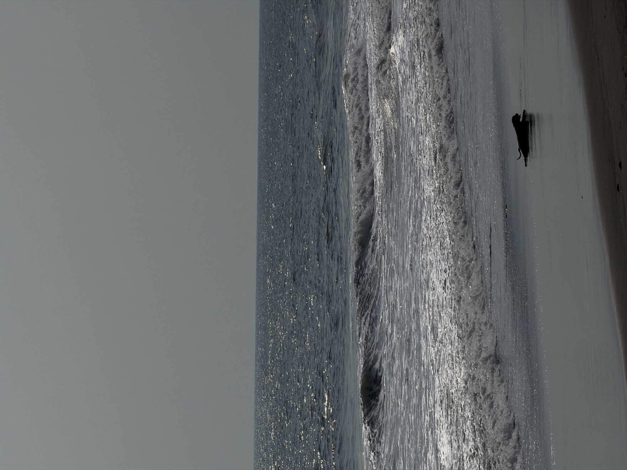 The image displays a coastal scene in Belalang, Indonesia. The upper half of the frame is dominated by a uniform, light gray sky. Below the sky, a vast expanse of dark blue-gray ocean is visible, with numerous bright glints of sunlight reflecting off its choppy surface. Several lines of white-foaming waves are shown breaking as they approach the shore. In the lower right foreground, a dark-silhouetted canine, consistent with a dog, is observed lying low in the shallow water at the immediate sandy waterline. The animal's head is oriented towards the right side of the frame. The beach consists of dark, wet sand. No human figures or other distinct objects are visible.