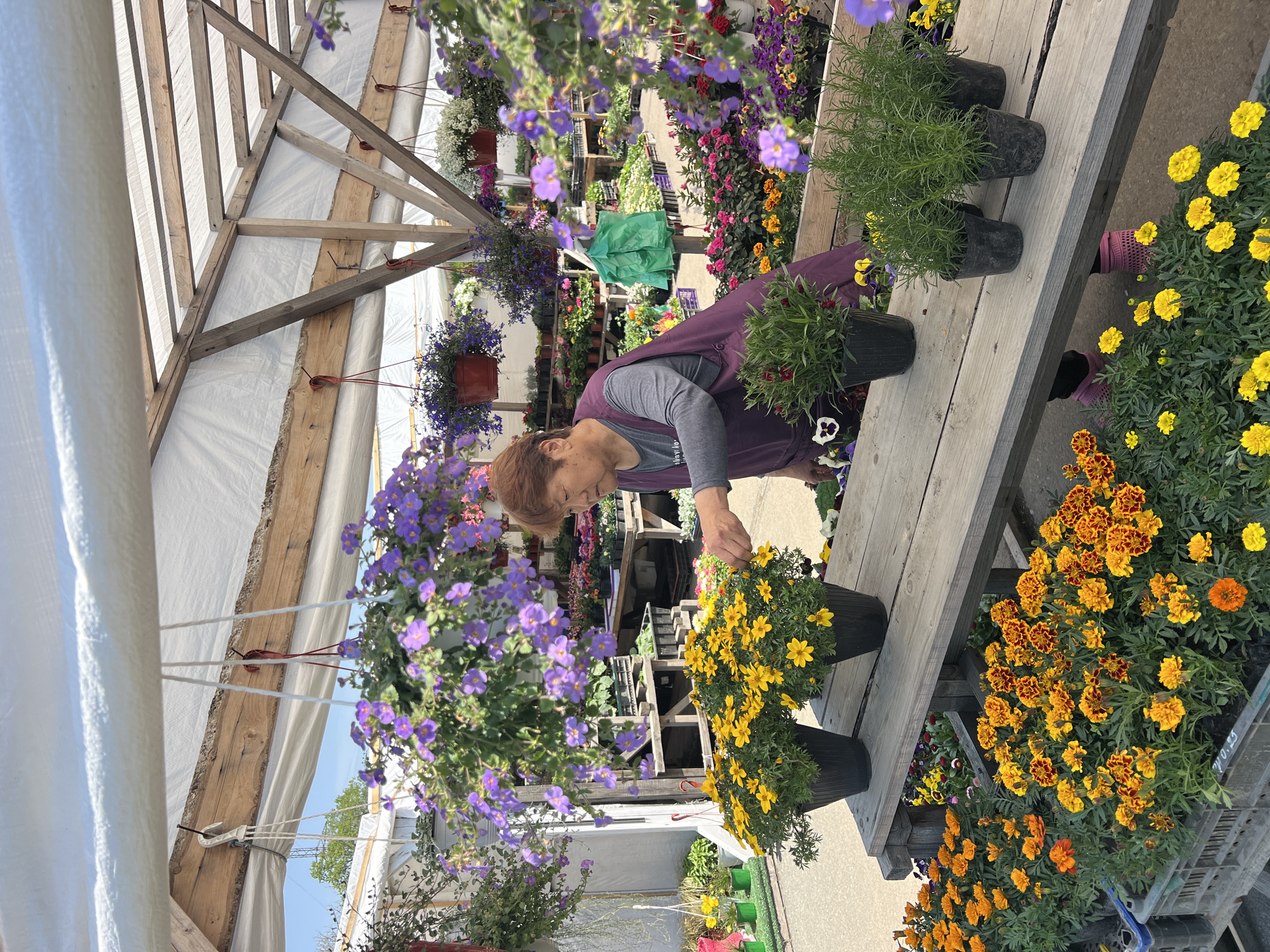 An elderly woman with short, reddish-brown hair, wearing a grey long-sleeved shirt under a purple apron, is examining potted flowers on a wooden display table in a greenhouse. The greenhouse has a white canvas roof supported by a wooden frame. Various flowers, including yellow marigolds and purple trailing plants in hanging baskets, are visible throughout the greenhouse. The location is not discernible from the image.