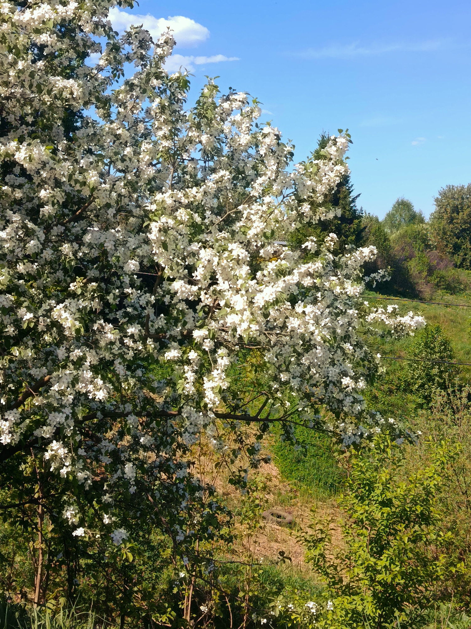 The image shows a lush, overgrown area in Фоки, Russia, featuring a large, flowering tree in full bloom. The tree's white blossoms dominate the left side of the frame, partially obscuring a path or clearing leading into the background. The path is lined with tall grass and weeds. Beyond the tree, the terrain rises gently, revealing a mix of trees and shrubs. The sky is blue with a few scattered clouds. There are no people visible in the image.