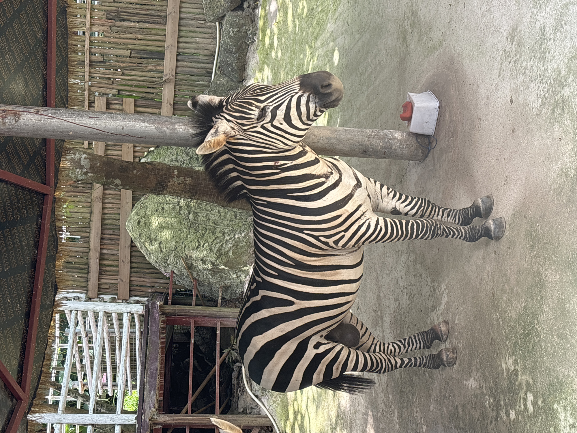 A zebra stands in an enclosure under a thatched roof structure. The zebra is facing to the right and is positioned in the center of the frame. The ground is a mix of sand and some green moss. In the background, there is a wooden fence and a large rock. To the right of the zebra, near a wooden post, there is a white plastic container with a red object inside. The image appears to be taken outdoors in what could be a zoo or wildlife park. The location is Sandao, China.