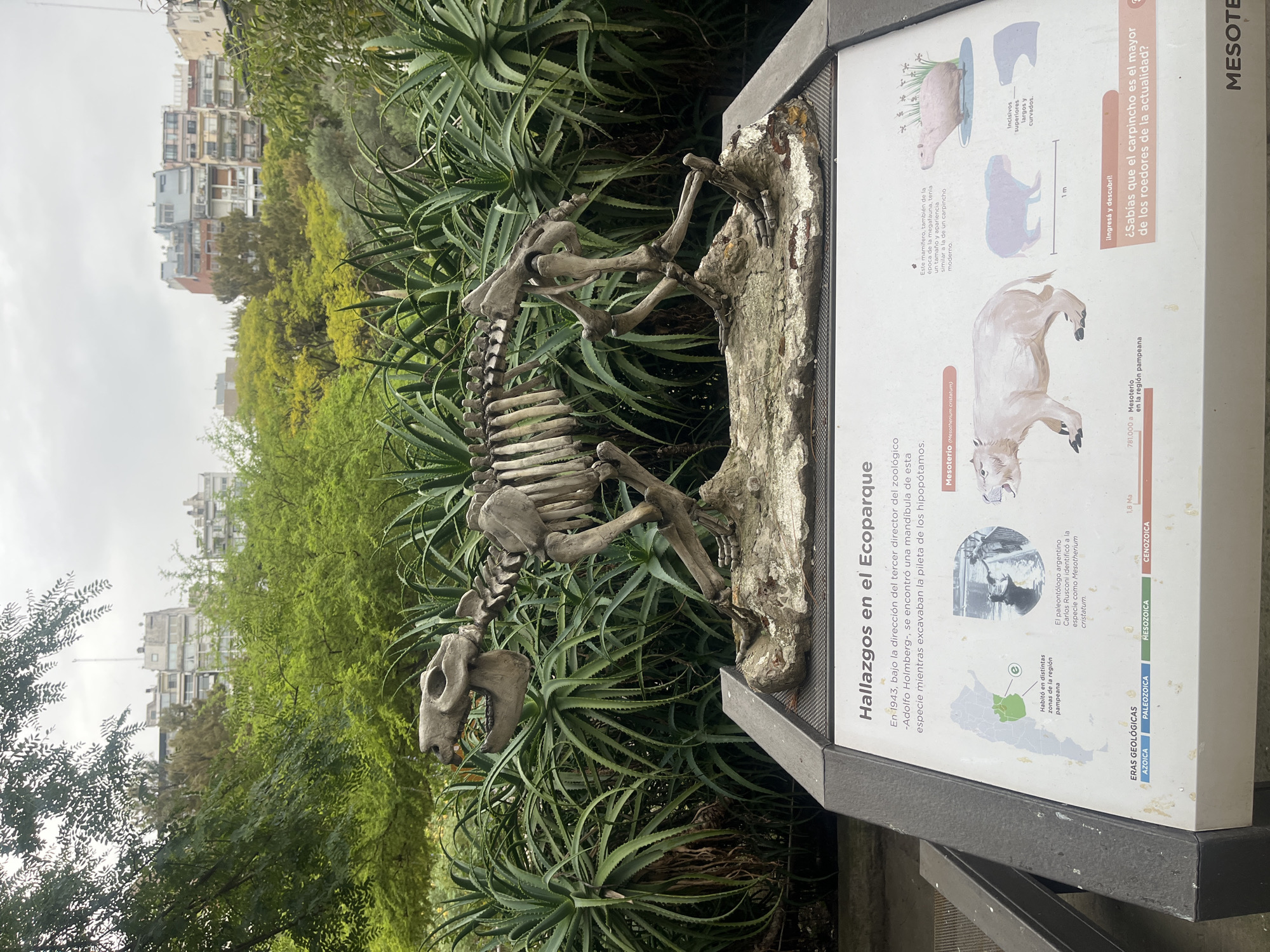 The image displays an outdoor educational exhibit located within the Ecoparque de Buenos Aires, in the Palermo district of Buenos Aires, Argentina. The central subject is a complete skeletal reconstruction of a *Mesotherium cristatum*, a large extinct rodent, rendered in a light-colored, bone-like material. The skeleton stands on a textured, artificial rock base, with its skull featuring prominent incisors. Behind the exhibit, a dense, verdant backdrop is formed by numerous agave-like succulents with long, pointed leaves, followed by taller, light green leafy trees. Above the tree line, multiple multi-story urban buildings with various architectural styles and colors are visible against an overcast, light gray sky. In the immediate foreground, an angled information panel with a dark gray frame and a white surface is positioned directly beneath the skeleton. The panel is titled "Hallazgos en el Ecoparque" (Discoveries in the Ecopark) and contains text in Spanish describing the discovery of a *Mesotherium* mandible in 1943 during the excavation of a hippopotamus pool at this specific location. The panel includes a map of Argentina highlighting the Pampa region, comparative illustrations of *Mesotherium* and a modern capybara, a historical black-and-white photograph of an excavation, geological era timelines, and a question regarding capybaras. No individuals are present within the frame.