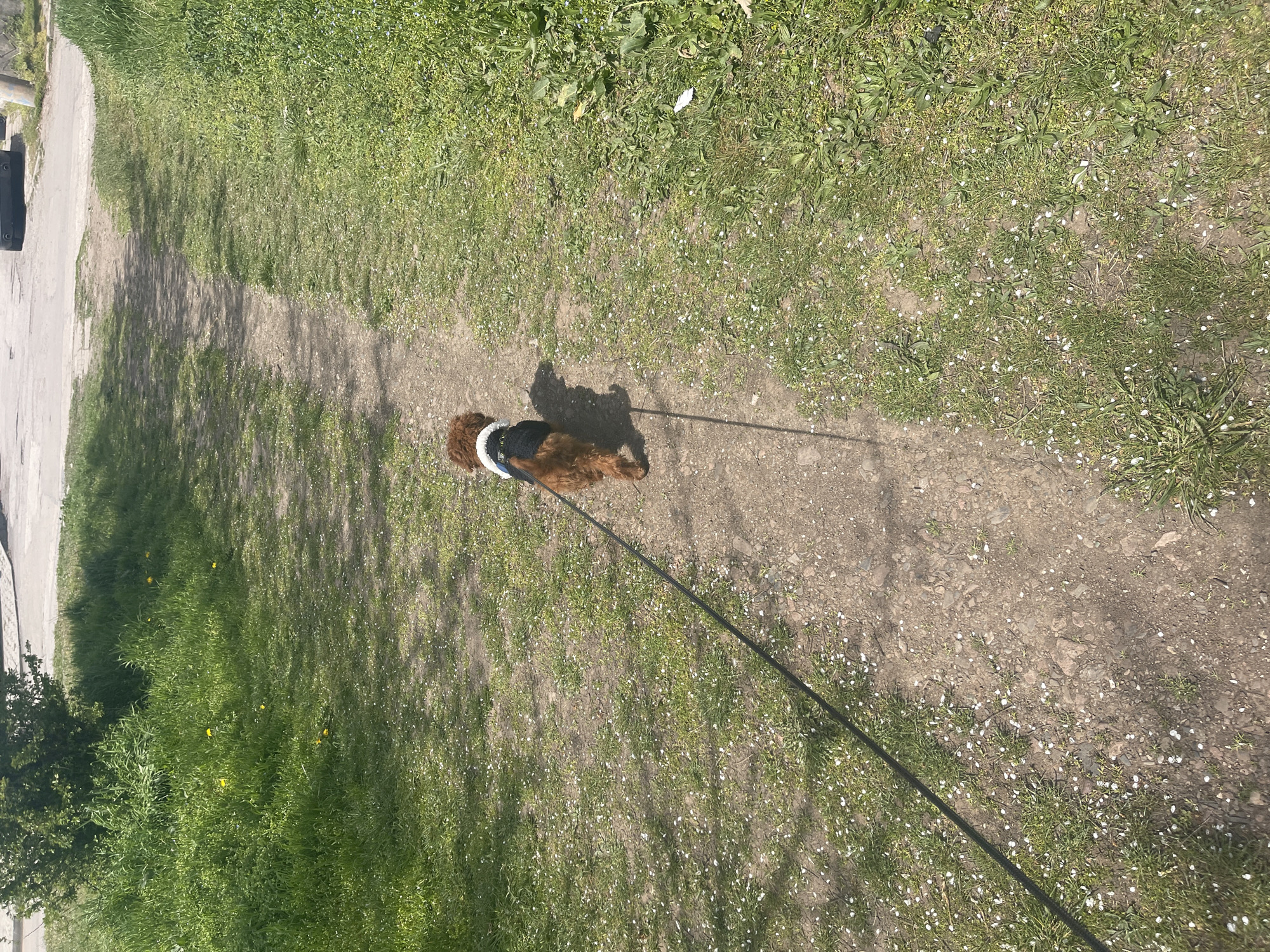 A brown dog wearing a black and white vest is on a leash, walking on a dirt path. The path is bordered by green grass and vegetation. In the background, on the left side of the image, there's a paved road with a dark object on it. The ground is covered with small white flowers. The location is possibly a park or green area, based on the vegetation, but without additional information, I cannot ascertain whether it is located in Sofia, Bulgaria.