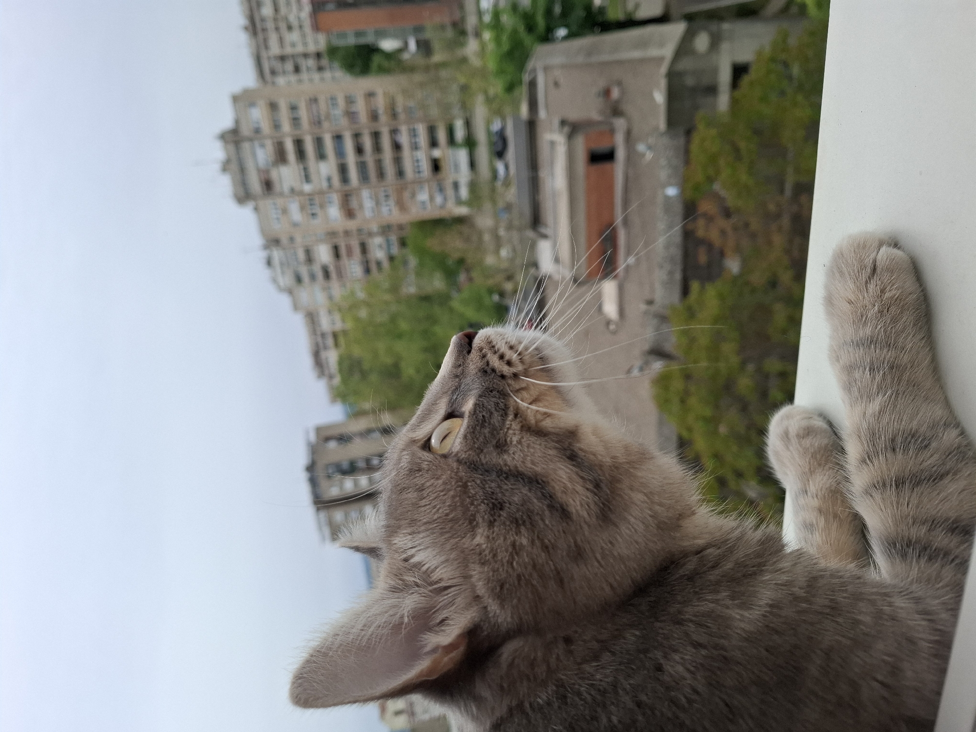 The image presents a close-up, side profile of a domestic cat, likely a tabby given its striped grey and beige fur. The cat is positioned on a white window sill or frame, with one paw visible and resting on the surface. Its head is tilted upwards and its yellowish-green eyes are focused intently towards something beyond the upper edge of the frame, suggesting curiosity or alertness. Prominent white whiskers fan out from its snout.
The background reveals an urban landscape under an overcast sky, indicating a cloudy daytime. Numerous multi-story apartment buildings, varying in architectural style, are visible in the mid-ground and background, partially obscured by green trees. The buildings and general city environment are consistent with urban areas such as Novi Sad, Serbia. No human subjects or visible text are present in the frame. The overall scene captures a quiet moment of a pet observing its surroundings from a window.