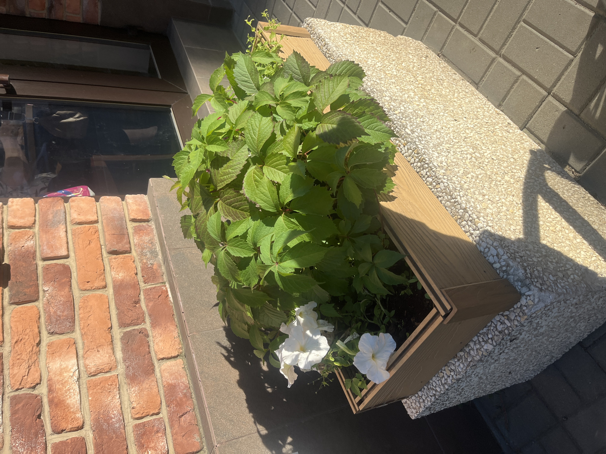 In Voronezh, Russia, a sunlit outdoor scene features a planter box filled with lush green foliage and white flowers. The planter box, made of a light-colored wood with a textured, pebble-like base, sits on a stone pedestal. Behind the planter, a brick wall of varying reddish-brown hues is visible. A window with reflections of people and objects is partially visible to the right. The ground is paved with gray rectangular tiles. Shadows from the plants and possibly overhead structures are cast across the scene.