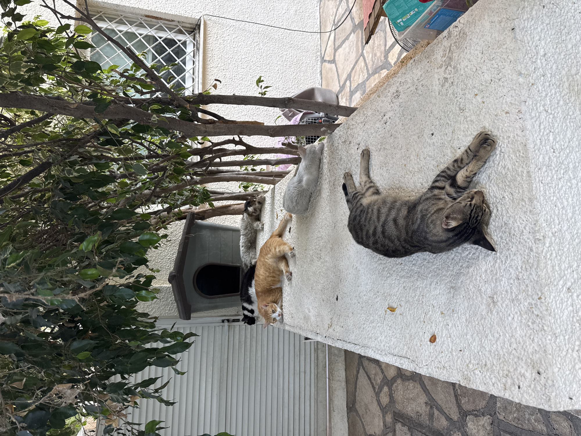 Six domestic cats are lying down on a textured white concrete surface in a courtyard. The cats are of various colors and patterns: one is orange, one is grey and white, one is black and white, one is entirely white, and two are tabby. They are positioned in a line on the surface, with some appearing to be asleep and others alert. Behind the cats, a small, brown cat-sized shelter is visible. The area is lined with trees whose branches hang over the cats and the shelter. In the background, a white wall with a textured finish is present, and to the left, a white slatted structure is visible. A window with a white lattice is set into the wall. The ground is paved with irregular-shaped stones. The scene is outdoors, likely in a residential area. The location in Agios Tychona Community, Cyprus is suggested by the architectural style and vegetation.
