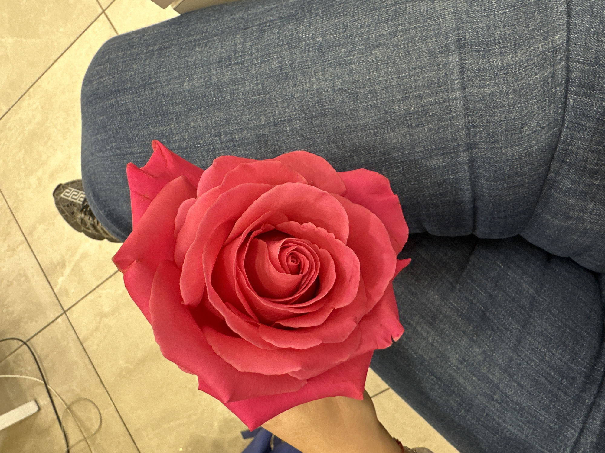 A close-up shot presents a large, fully open red rose with multiple layers of petals, held in a person's hand. The rose is the main focus, with its intricate petal arrangement clearly visible. The person is wearing dark blue jeans, which serve as a background to the rose. The lower left corner shows a section of a tiled floor and some cables. A partially visible shoe is located in the upper left corner. The context provided does not contain information to determine the location in the city of Sofia, Bulgaria.