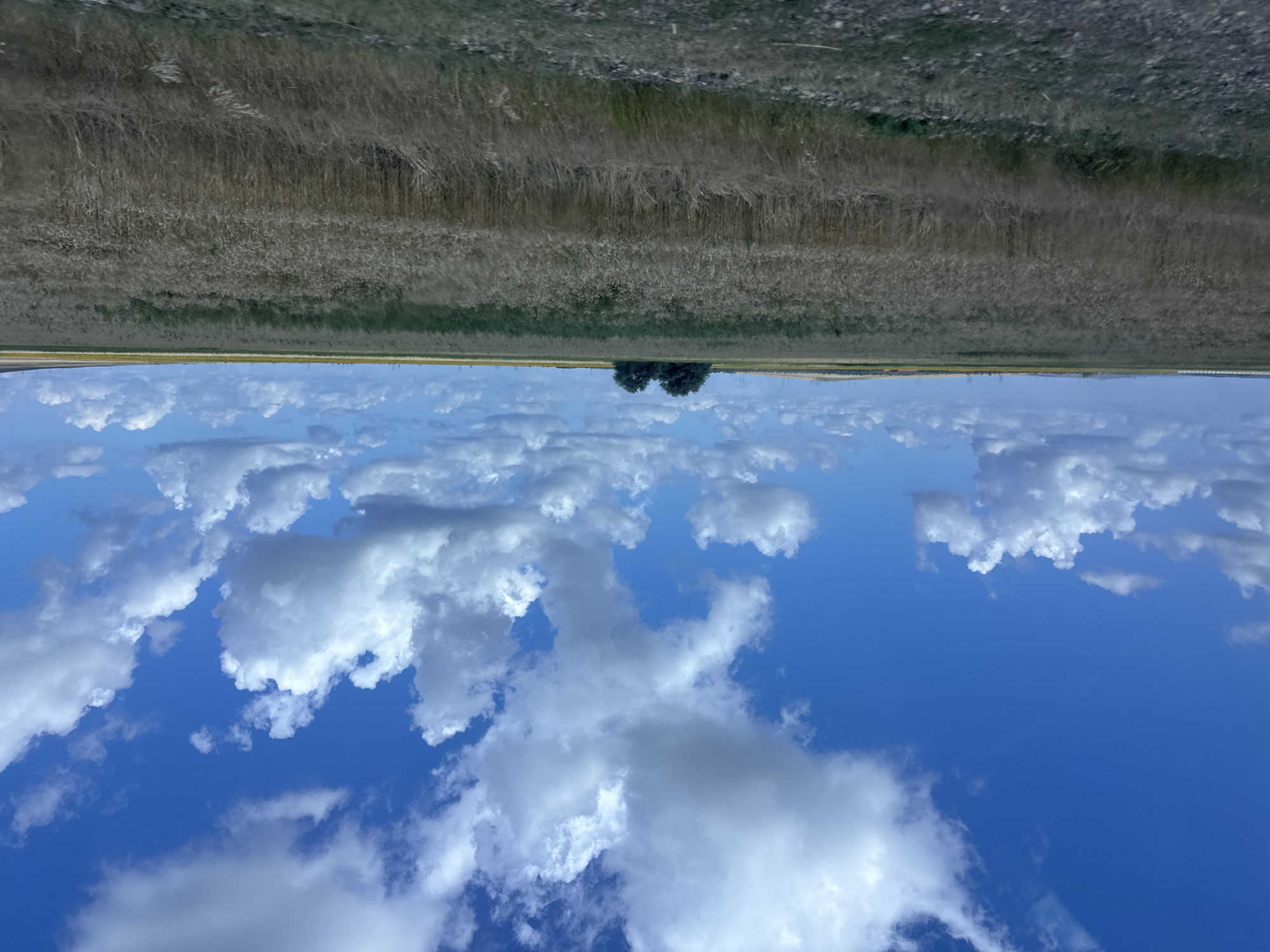 The image captures a wide, flat landscape under a bright blue sky dotted with fluffy white clouds. The foreground consists of dry, golden grass and vegetation, suggesting a field of ripe crops or dry pastureland. In the mid-ground, a dense cluster of dark green trees stands as a solitary feature in the expansive field. The horizon line is low, revealing a faint, distant treeline and structures, possibly power lines or buildings. The overall impression is one of a rural, agricultural setting bathed in daylight. The image does not contain any people or specific identifiable landmarks that would pinpoint its exact location within Akhtanizovskaya, Russia, beyond it being a rural landscape.