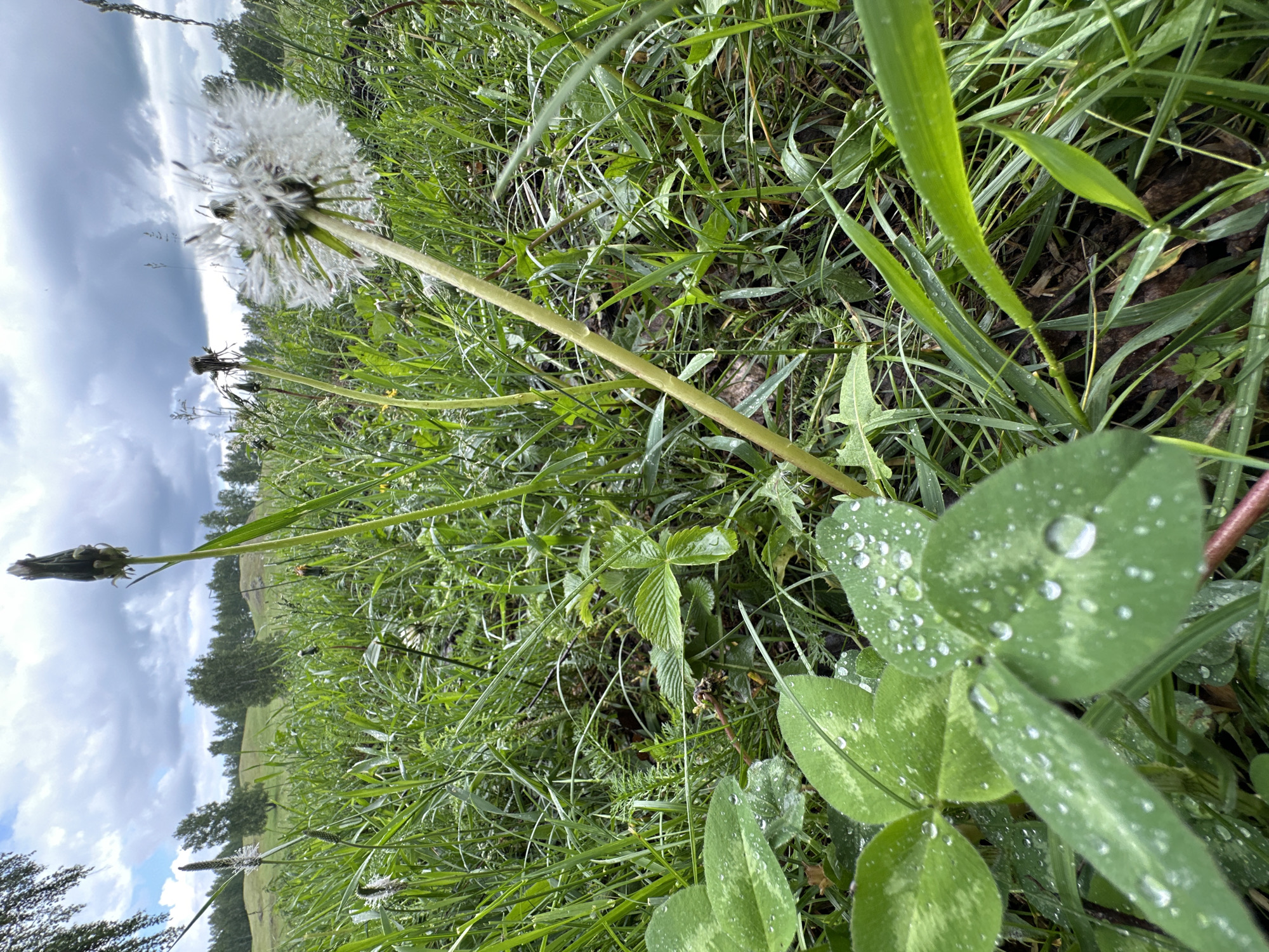 This is a close-up, low-angle photograph of a grassy meadow in Abzakovo, Russia. The foreground is dominated by clover leaves glistening with dew drops. In the mid-ground, a dandelion in its seed-head stage, also wet with dew, stands tall. Behind it, other wildflowers and grasses create a lush green tapestry. The background features rolling hills dotted with trees under a cloudy sky. The lighting suggests a natural outdoor environment, possibly after a rain shower, given the presence of dew and the overcast sky. There are no people or animals visible in the image.