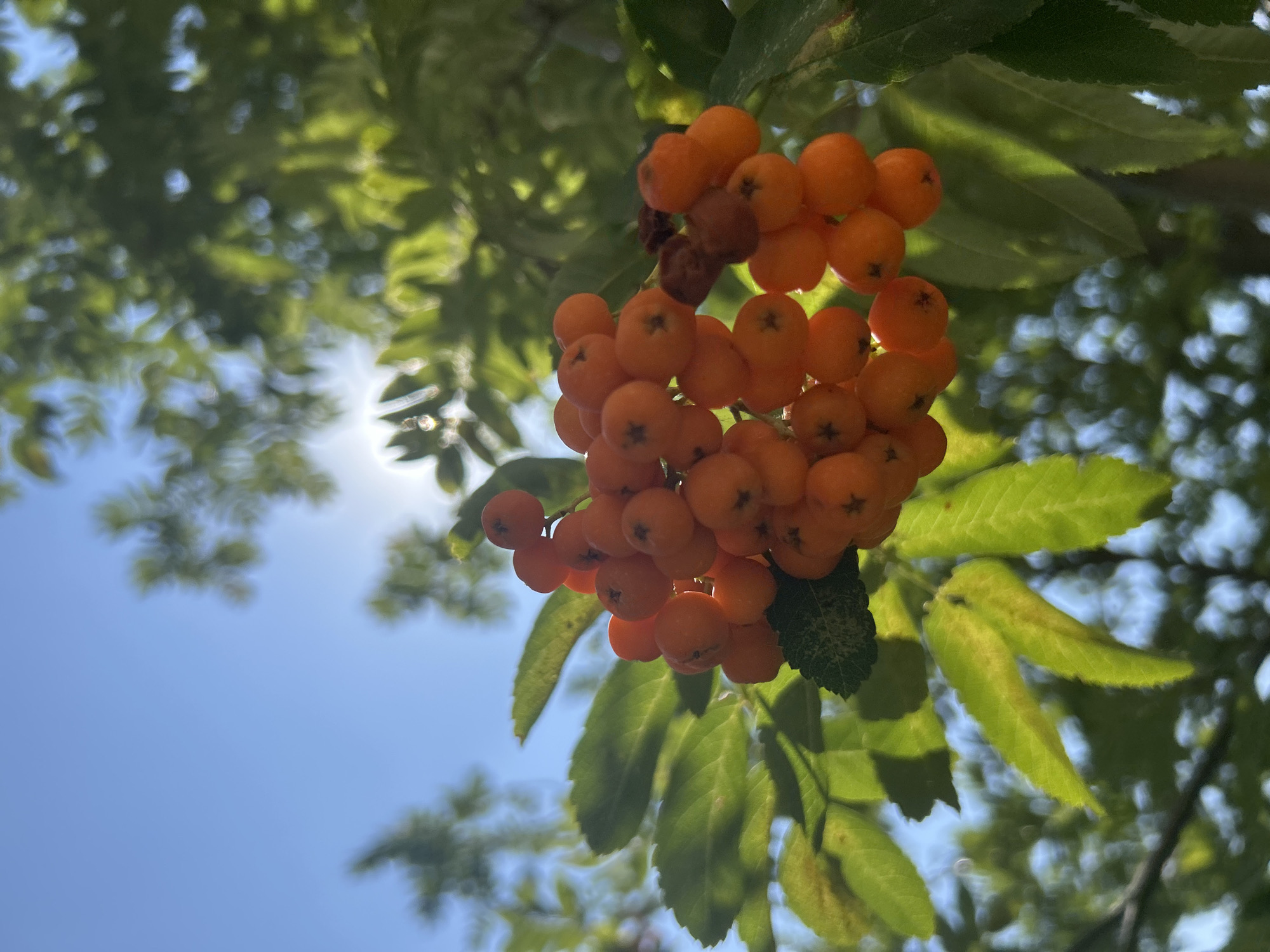 The image shows a close-up of a cluster of bright orange rowan berries, likely photographed in Krasnodar, Russia, on a sunny day. The berries are small and round, growing in bunches on a branch with green leaves. The background is a blurred expanse of blue sky and more green foliage, with the sun shining through, creating lens flares and dappled light. The scene appears to be outdoors, possibly in a park or garden, given the presence of trees. There are no people or animals visible in the image. The overall impression is one of nature and the changing seasons, with the vibrant berries suggesting late summer or early autumn.