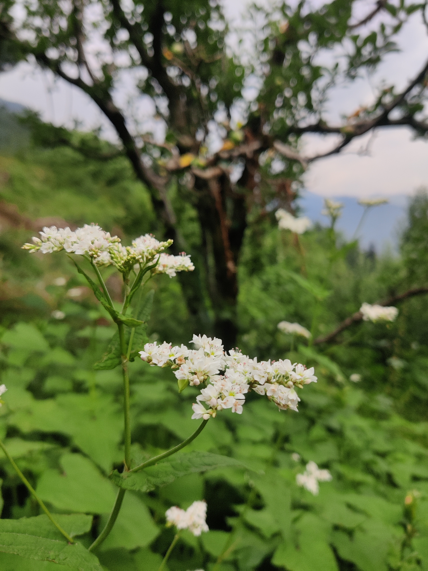In Vashisht, India, a close-up view focuses on delicate white flowers with tiny, star-shaped petals, clustered on slender green stems. These flowers are in sharp focus, their intricate details visible against a softly blurred background. The background reveals lush green foliage, suggesting a natural, perhaps mountainous, environment. Further in the distance, a large tree with dark branches and green leaves is visible, its form softened by the bokeh effect. The overall scene conveys a sense of natural beauty and tranquility.
