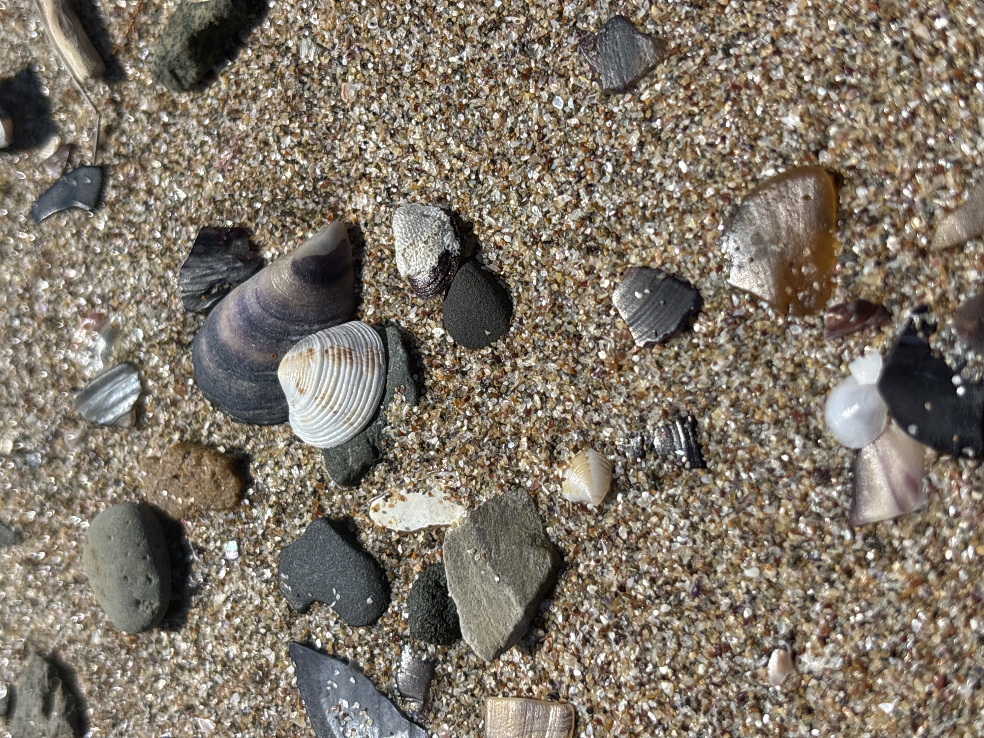The image shows a close-up view of a sandy beach with various seashells and pebbles scattered across the surface. The sand is composed of fine grains with a mixture of light and dark colors, interspersed with fragments of shells. Several distinct objects are visible, including a large, smooth, gray pebble in the upper left quadrant; a smaller, rough, brown pebble to its right; and a collection of larger, dark-colored pebbles and shell fragments in the center and right portions of the frame. A white, ribbed seashell is prominently featured near the center, with a larger, dark, iridescent shell nearby. The lighting suggests an outdoor environment, likely during daylight. The overall scene depicts a natural beach environment, consistent with the coastline of Rezovo, Bulgaria, known for its rocky shores and diverse marine debris. There are no people or discernible actions taking place in the image.