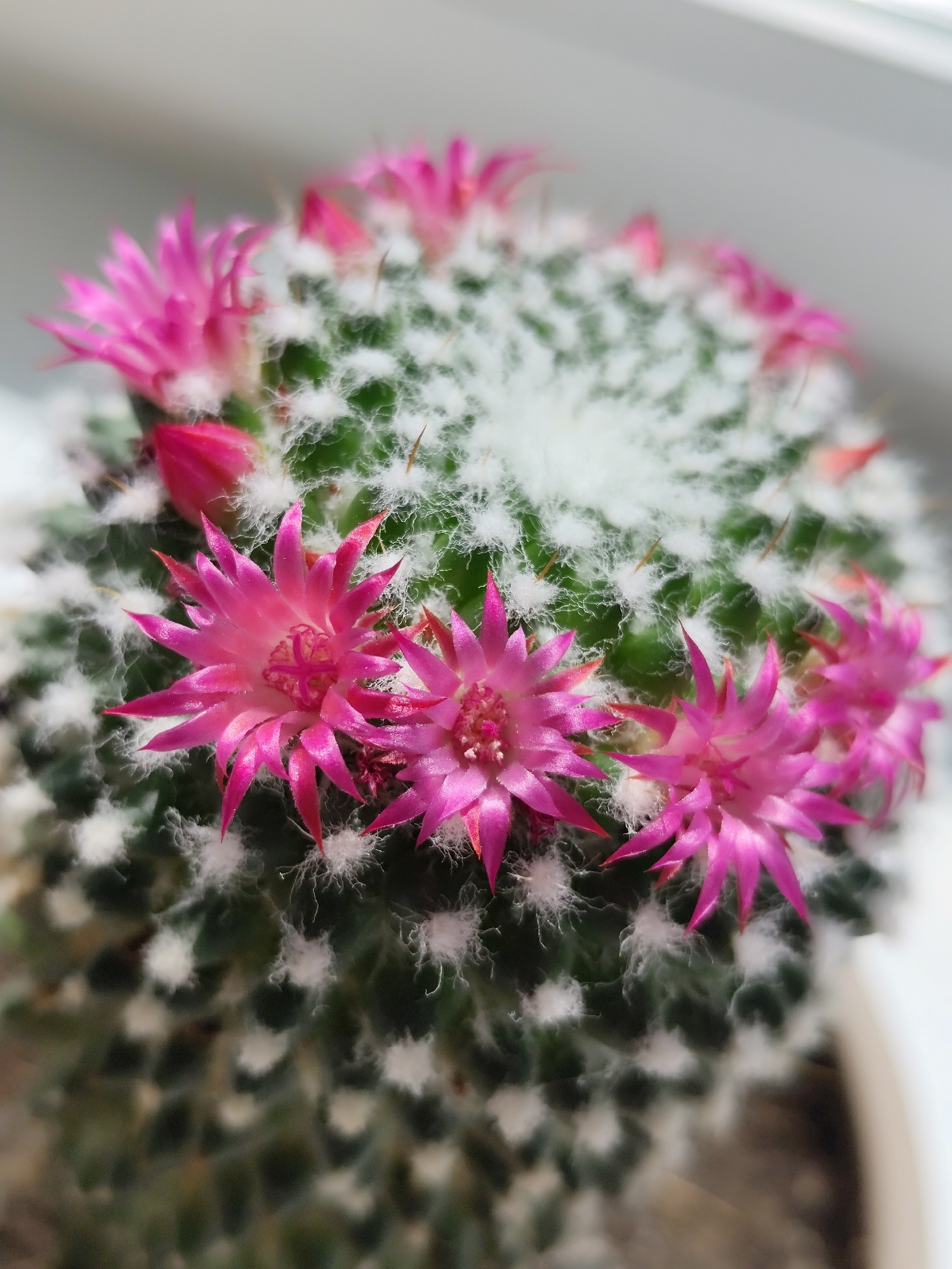 A close-up shot shows a cactus with bright pink flowers arranged in a ring around its top. The cactus is covered in white, fluffy spines, giving it a soft appearance. The flowers have thin, pointed petals, and some buds are visible amongst the fully open blooms. The background is blurry, suggesting a close-up perspective. The location cannot be determined.