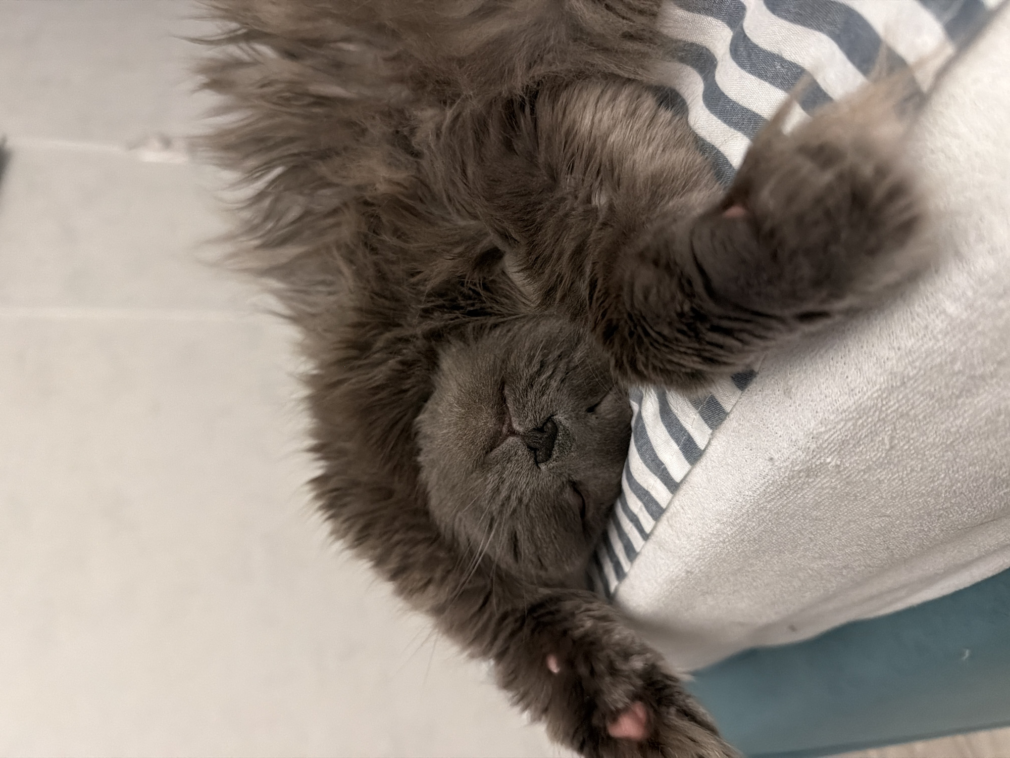 A gray long-haired cat sleeps on a white pillow with blue and white stripes. The cat's face is nestled into the pillow, with its nose visible. One paw is visible with pink toe beans. The background is a white surface, possibly a bed or couch. The photograph was taken indoors. It cannot be verified that this photo was taken in Chaikovsky, Russia.